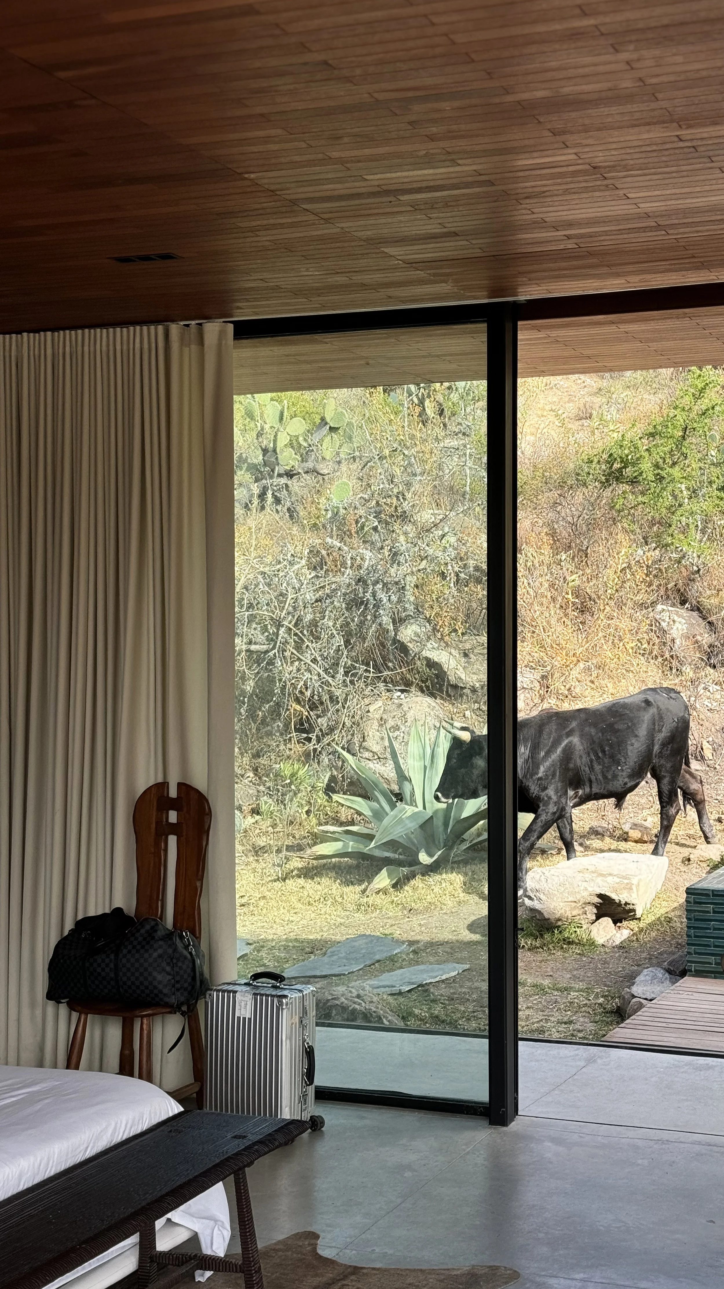 Hotel room interior with luggage and chair, view of a black cow outside through floor-to-ceiling glass window with desert landscape and cacti.