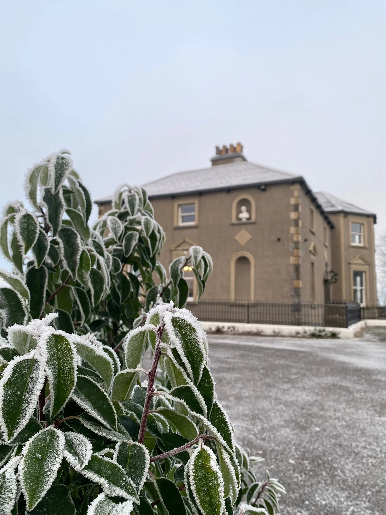Frost-covered green leaves in the foreground with a house in the background on a cold, snowy day.