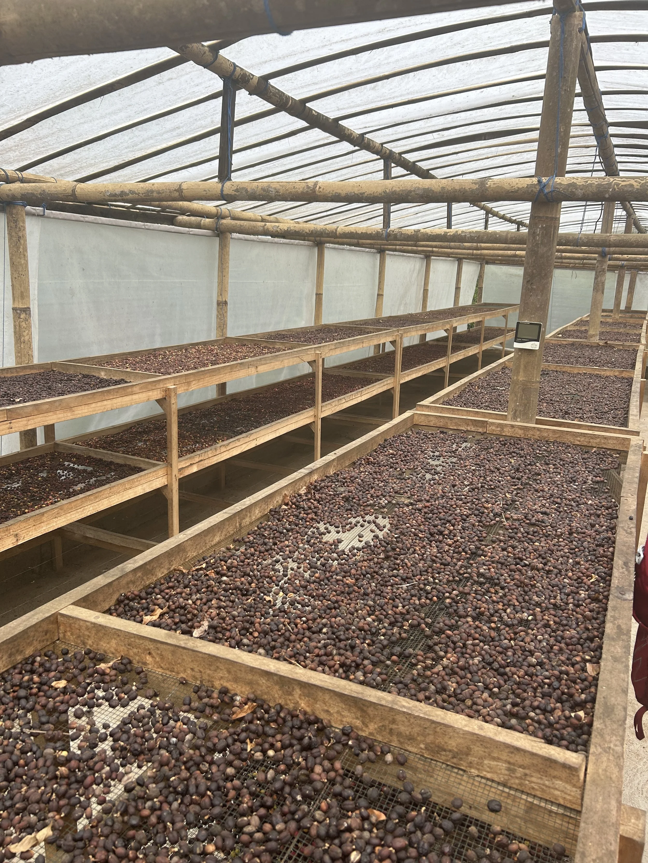 Ethiopia Bekele Belaycho - Natural