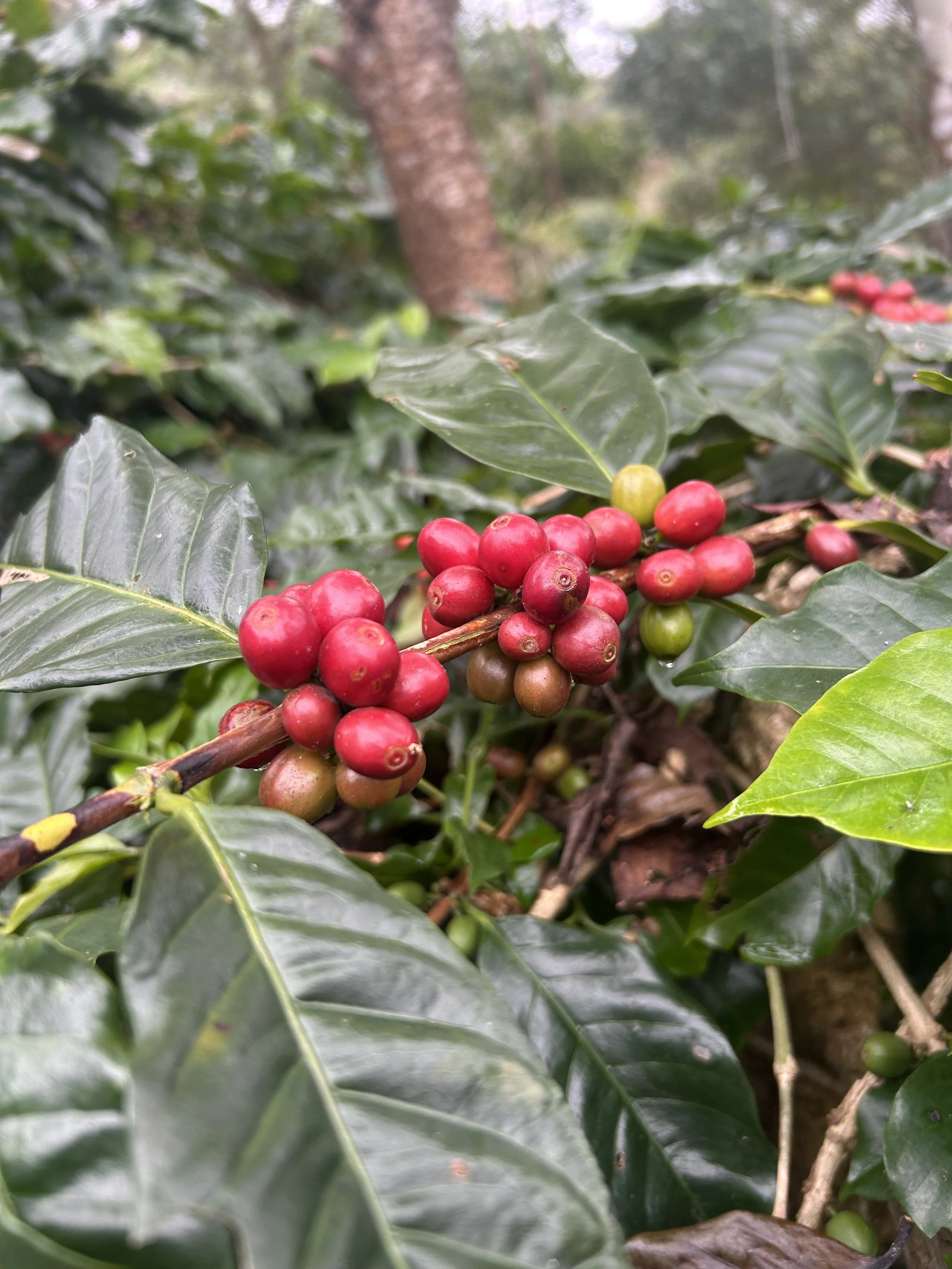 Uganda Rwenzori - Pulped Natural