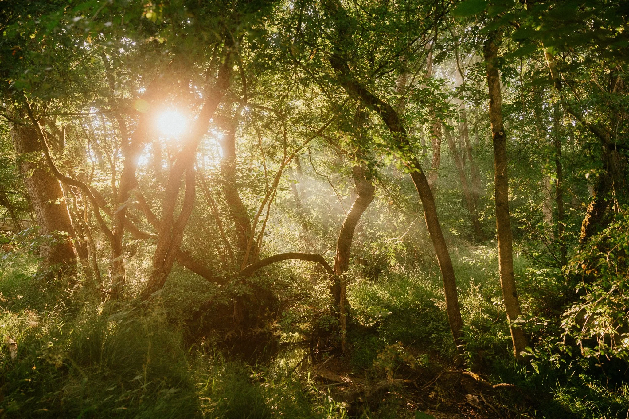 Surrounded by stunning native North Yorkshire woodland 