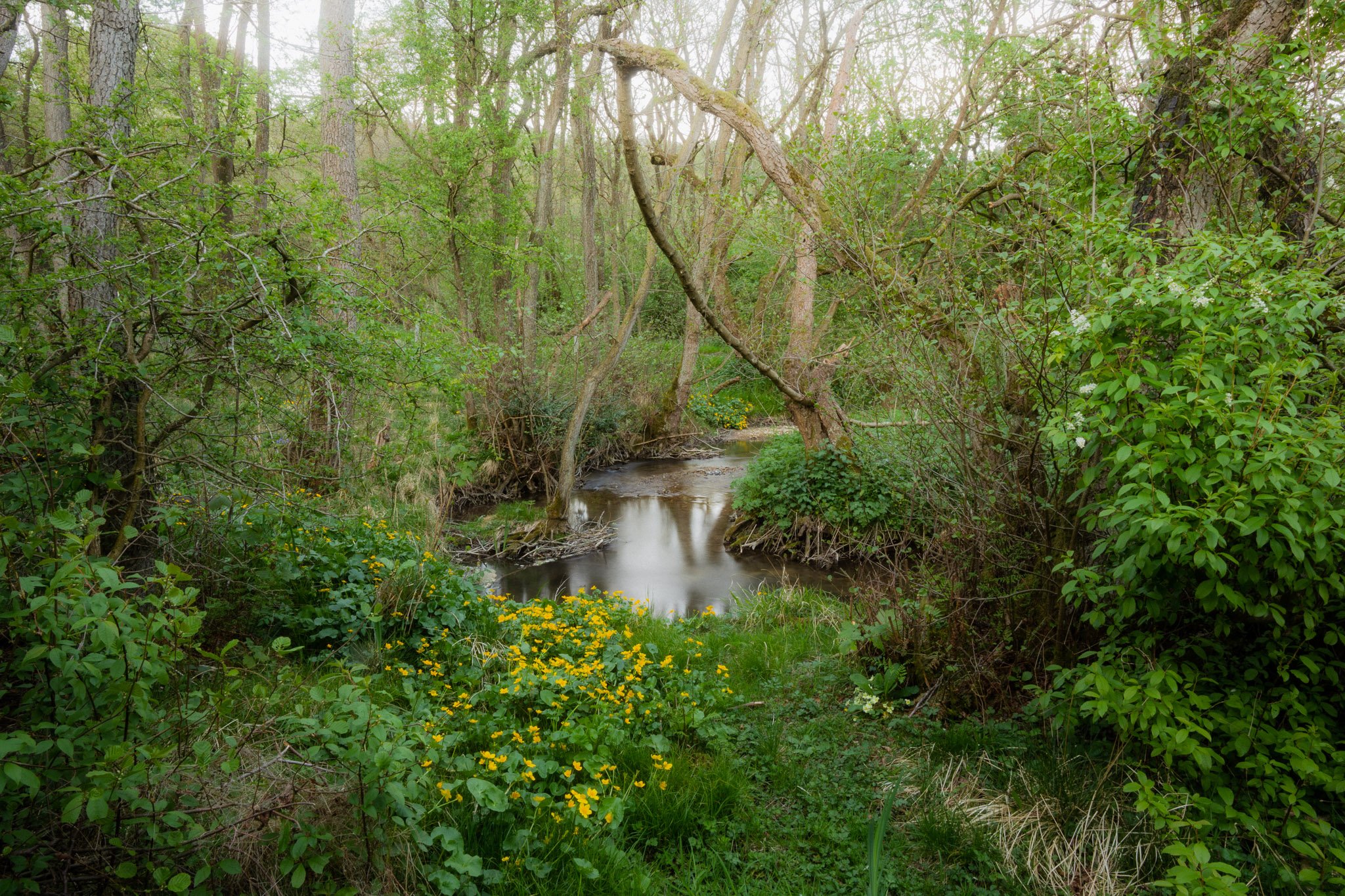 A peaceful forest scene with a small creek flowing through lush greenery, trees, and yellow wildflowers.