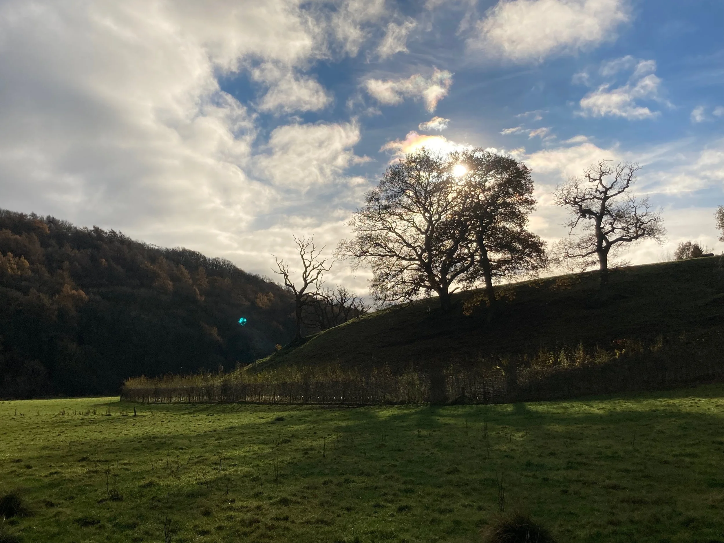Sunset over a hillside with five leafless trees, partly cloudy sky.