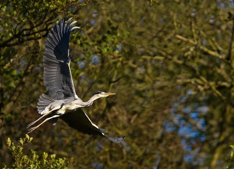 A heron flying in a wooded area with green foliage and patches of blue sky.