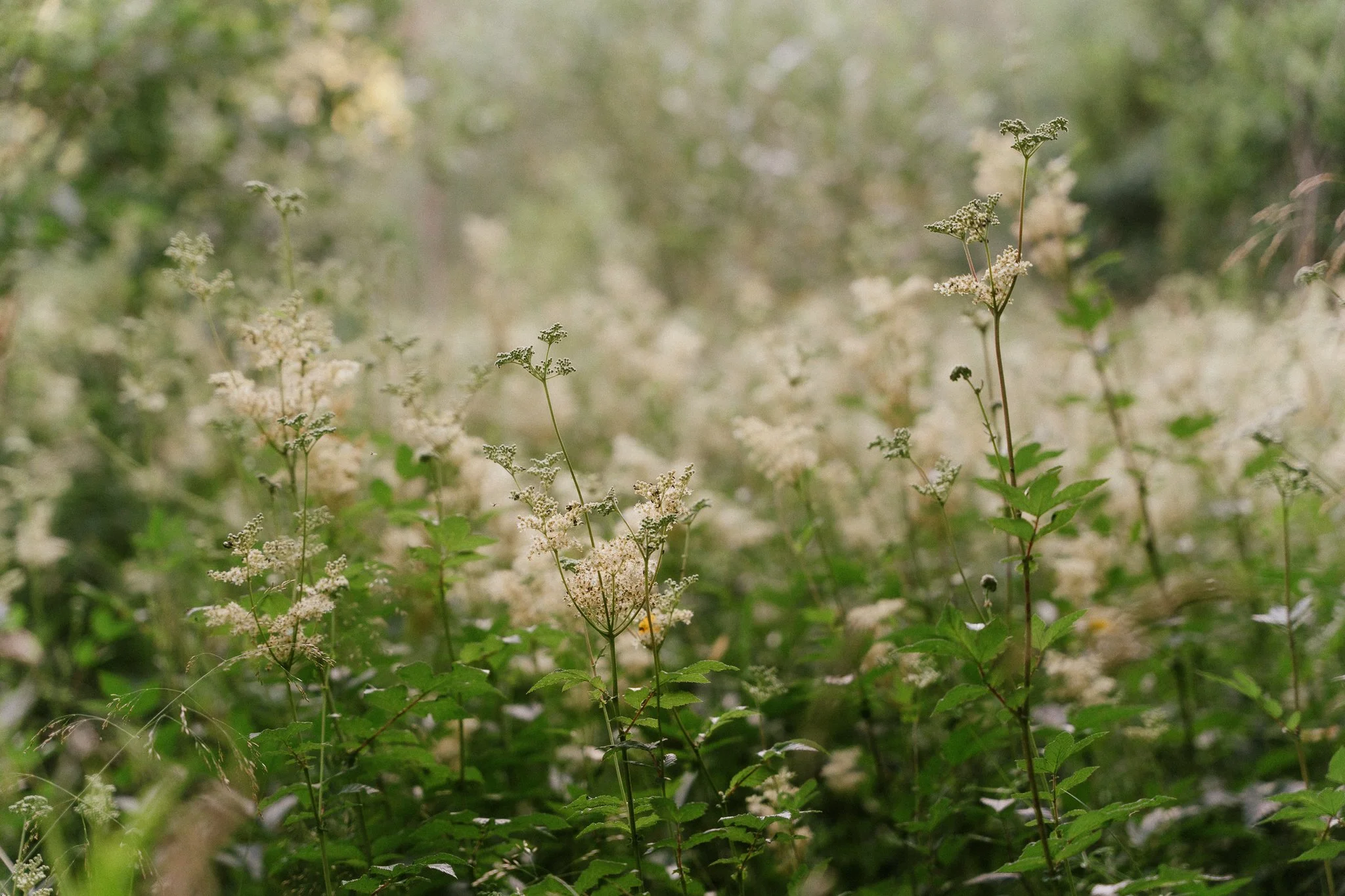 Sitting in the wilds