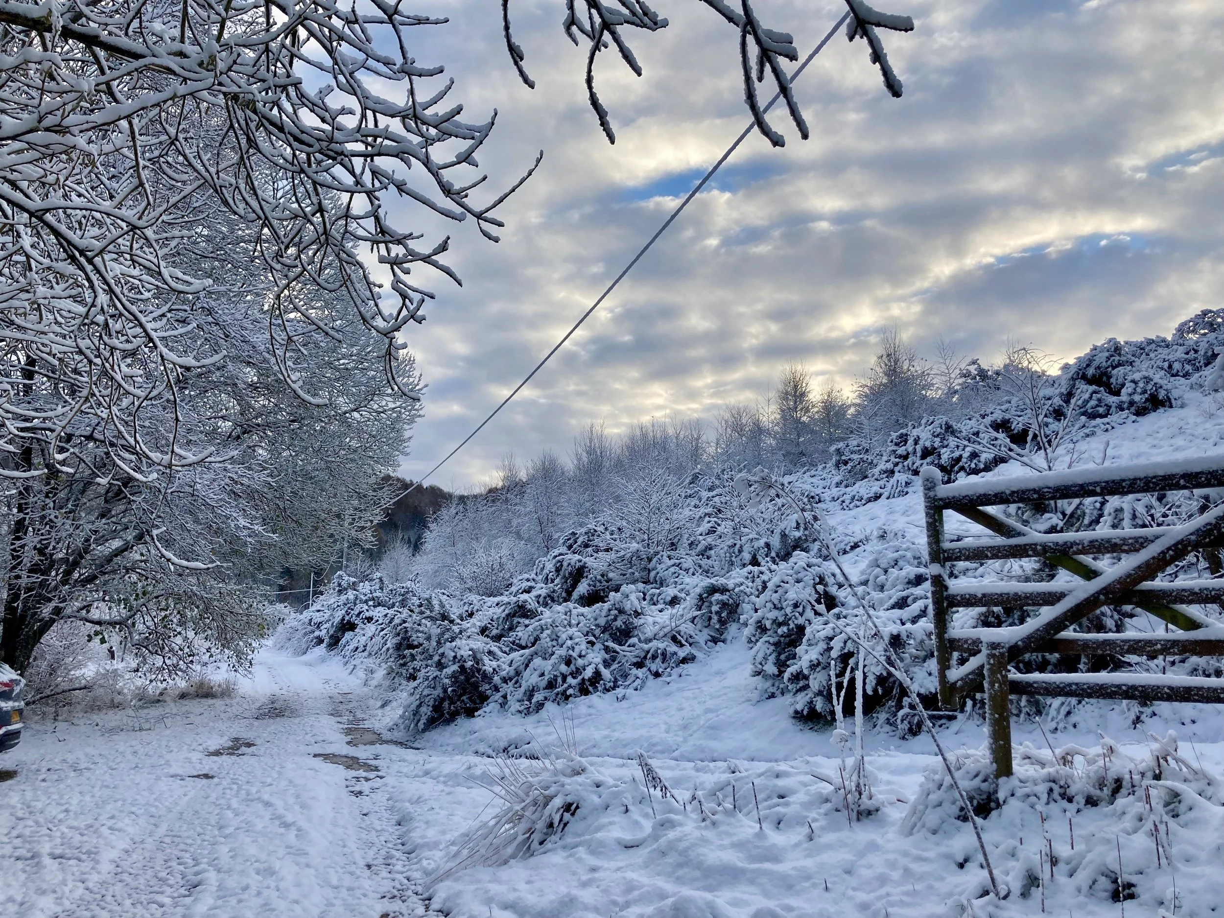 Snow-covered pathway with trees, bushes, and a metal fence on a cloudy winter day.