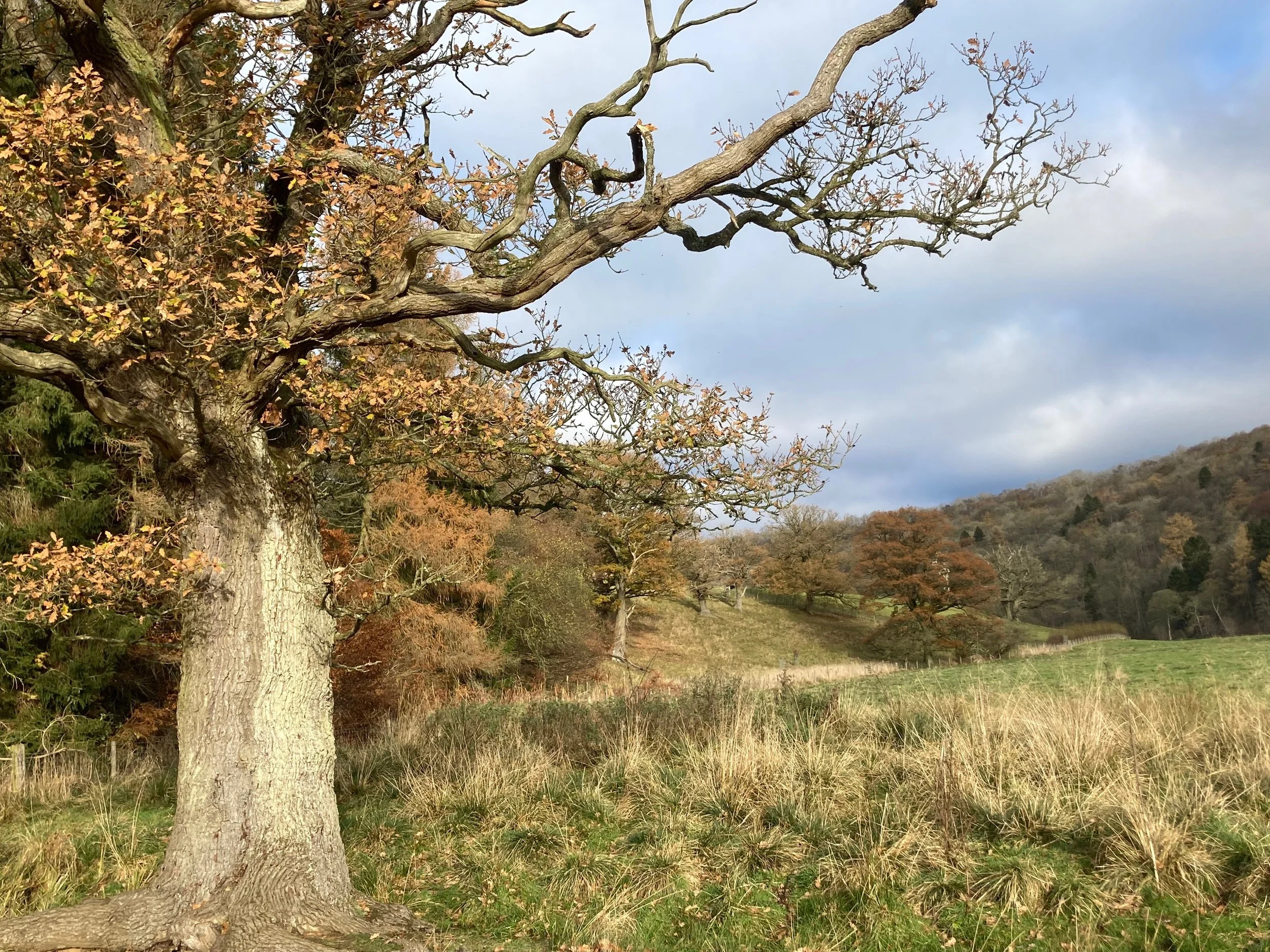 A large, leafless tree with a thick trunk in the foreground, fall-colored trees on rolling hills in the distance, grass in the foreground, cloudy sky.