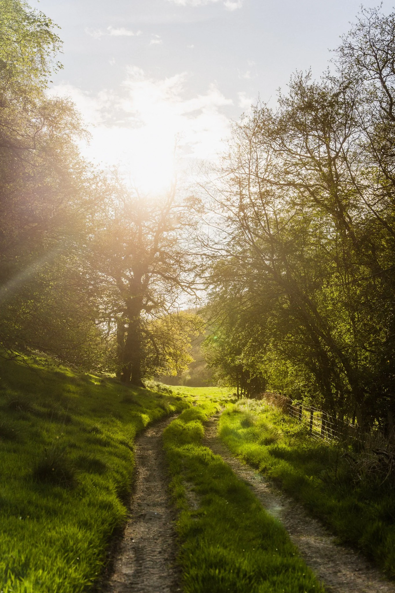 A scenic dirt path winding through a lush green field with blooming trees on either side, sunlight streaming through the branches on a clear day.