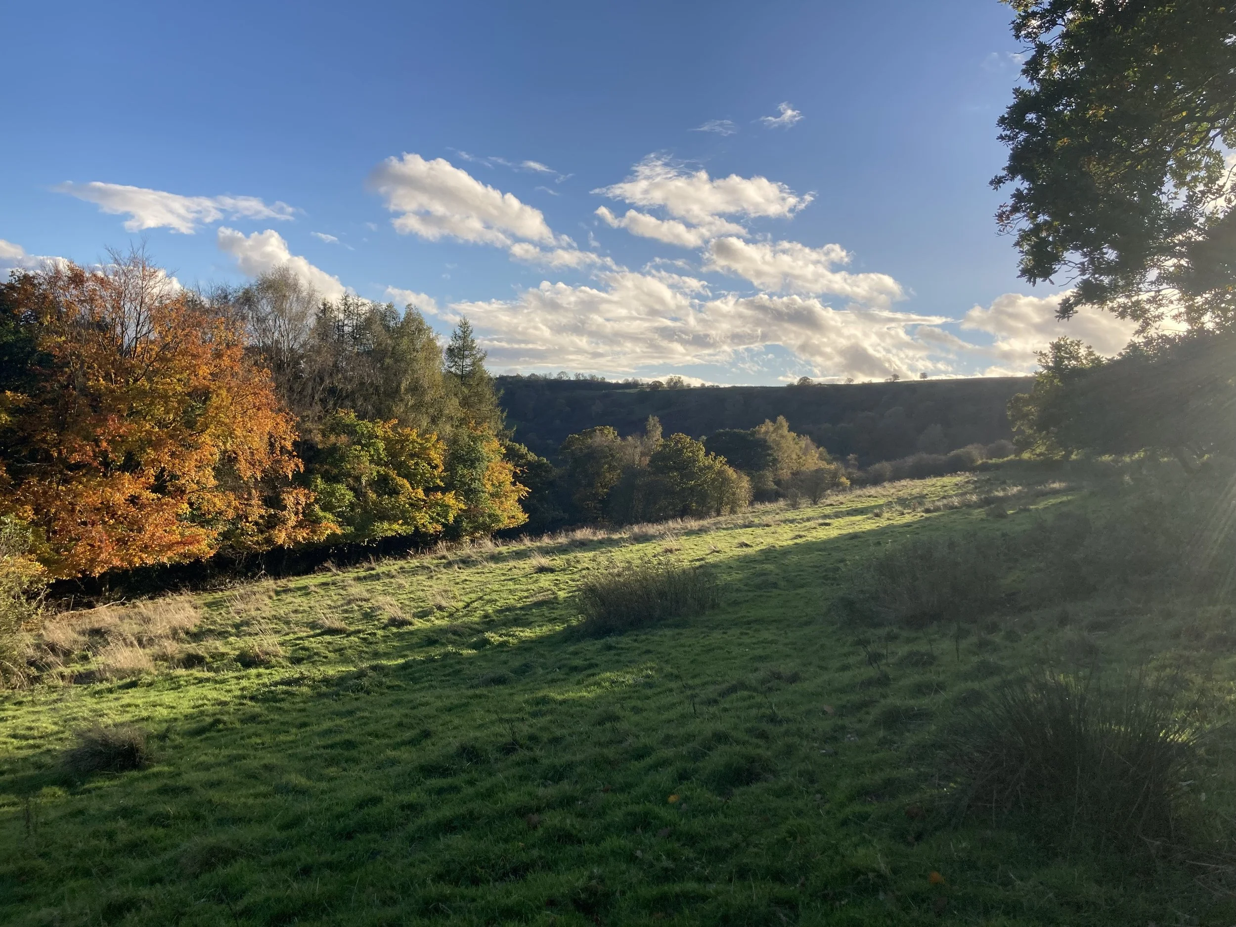Scenic view of a grassy field with trees displaying fall foliage, a distant hill, and a blue sky with scattered clouds and sunshine.