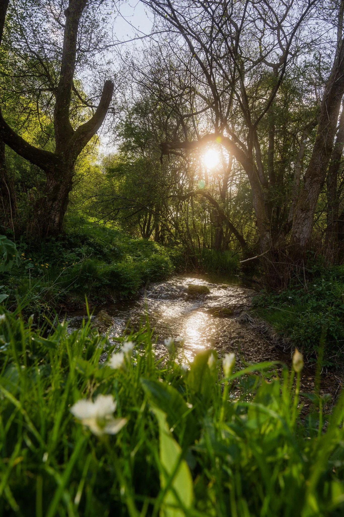 Sunshine filtering through trees over a small creek surrounded by lush green grass and foliage.