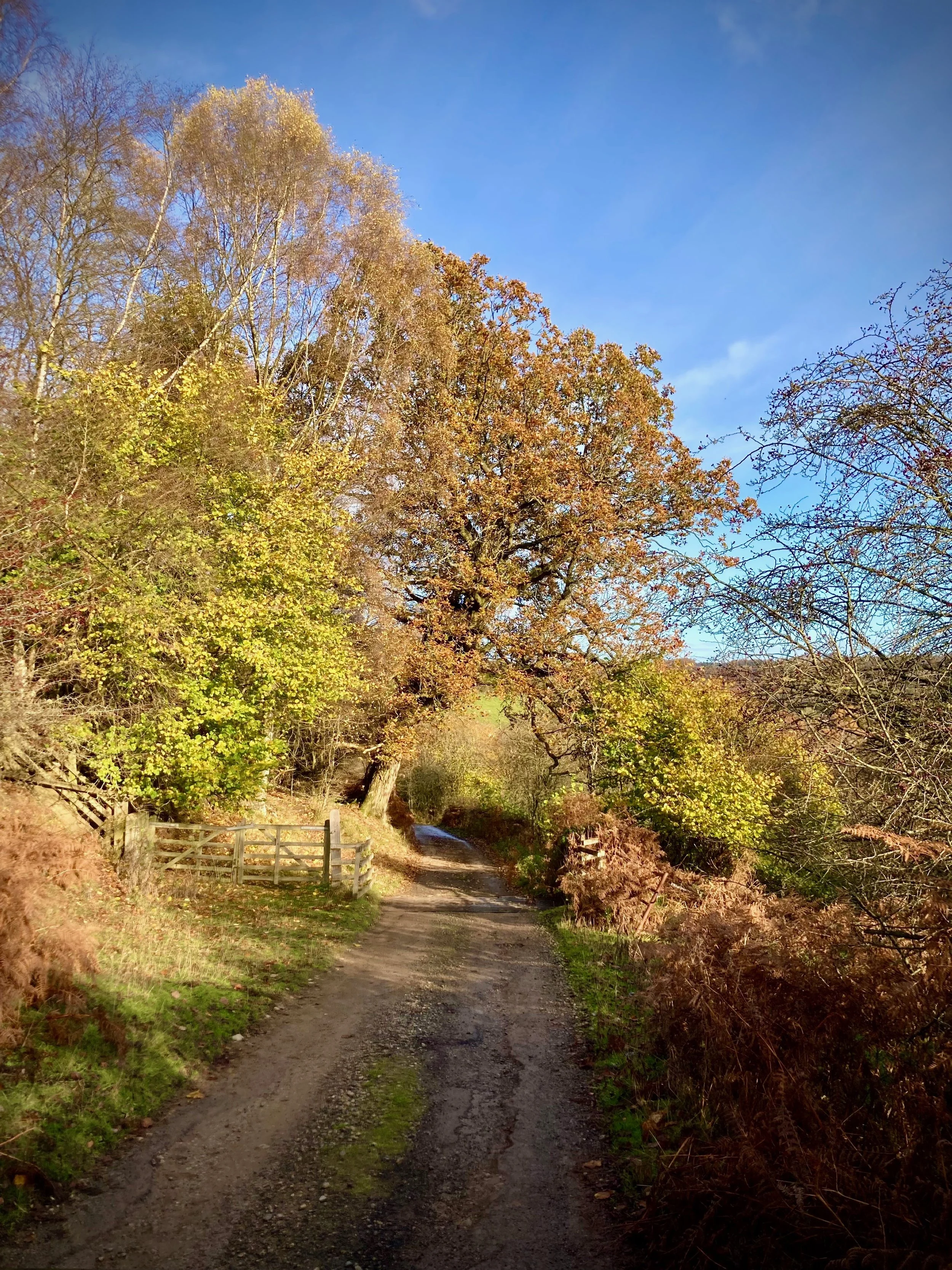 A dirt path winding through a colorful autumn landscape with trees showing yellow, orange, and brown leaves under a blue sky.