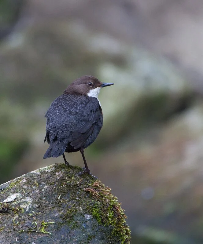 A small bird with dark feathers and a white throat perched on a moss-covered rock.