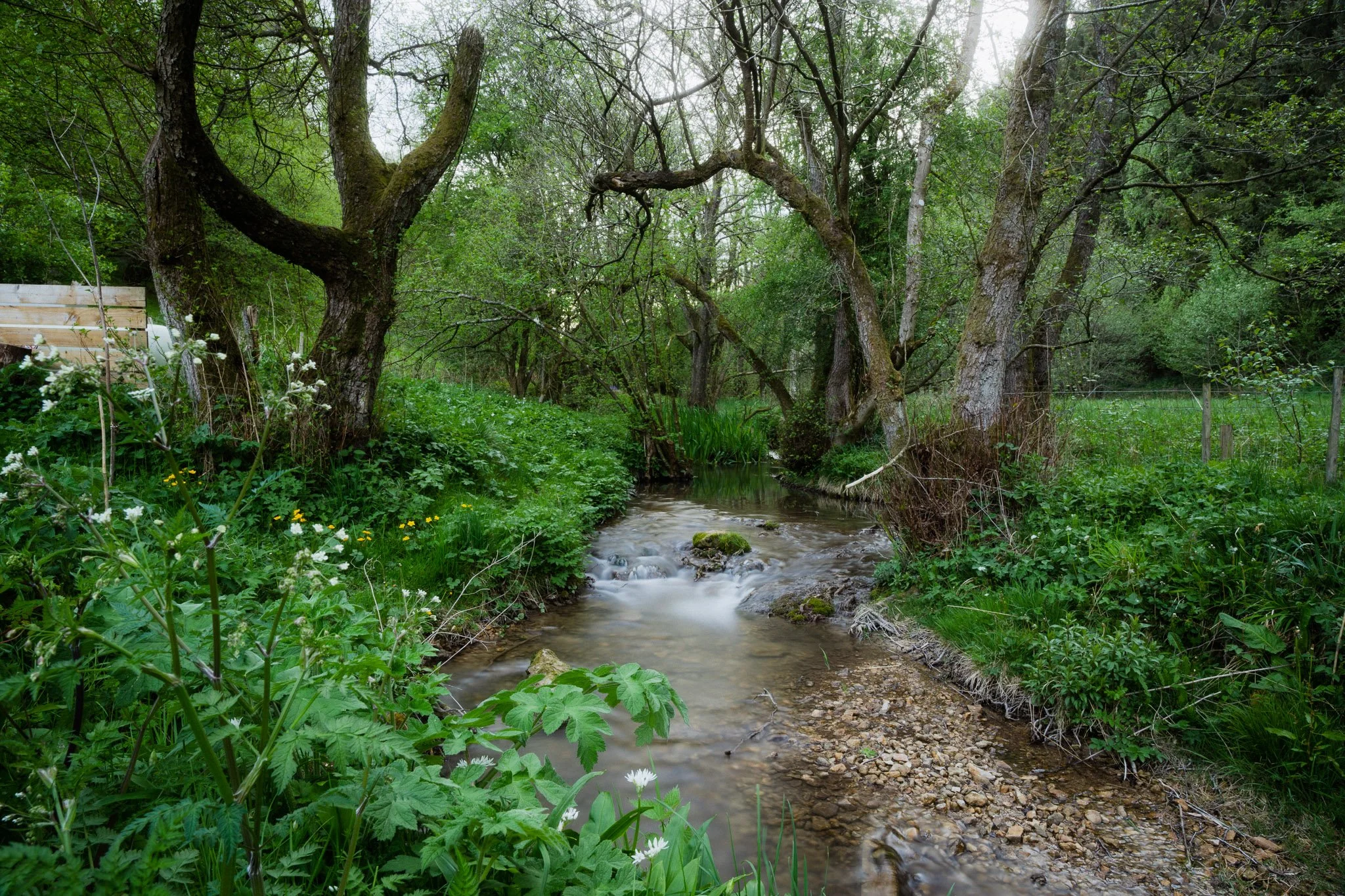 A small stream flowing through a lush green forest with tall trees and thick vegetation on both sides.