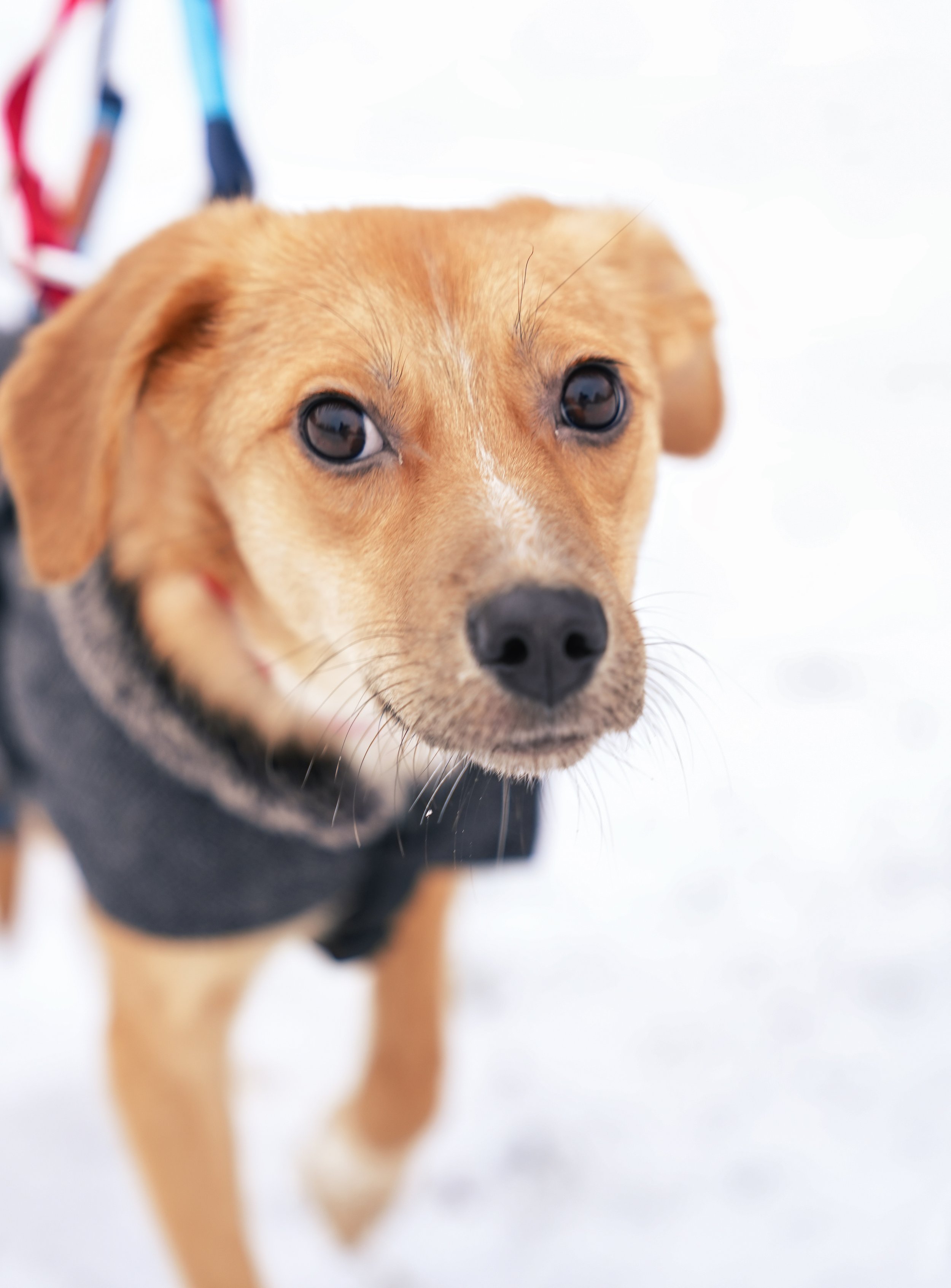 Projekt: Hunde suchen ein Zuhause - Winter 2022