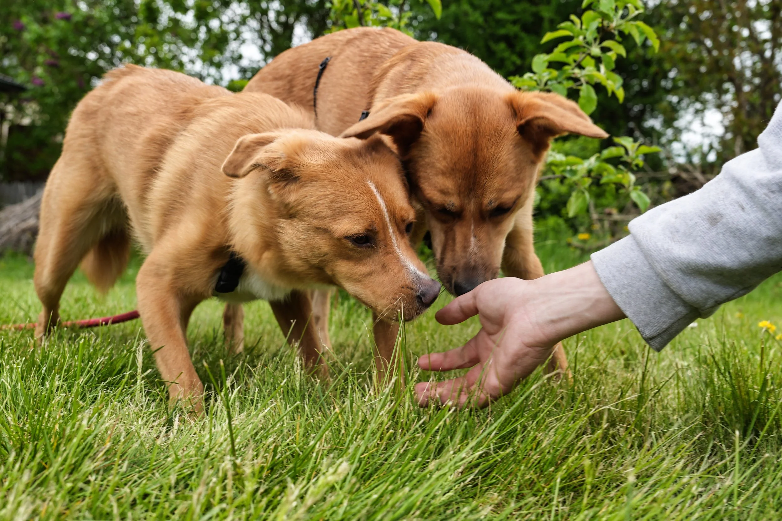 Projekt: Hunde suchen ein Zuhause - Frühling 2023