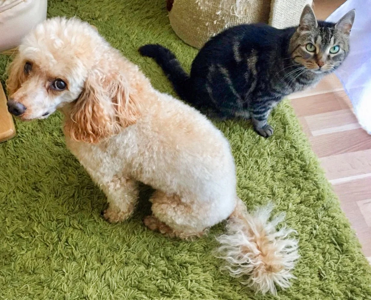 Zwei Familienmitglieder auf 4 Pfoten