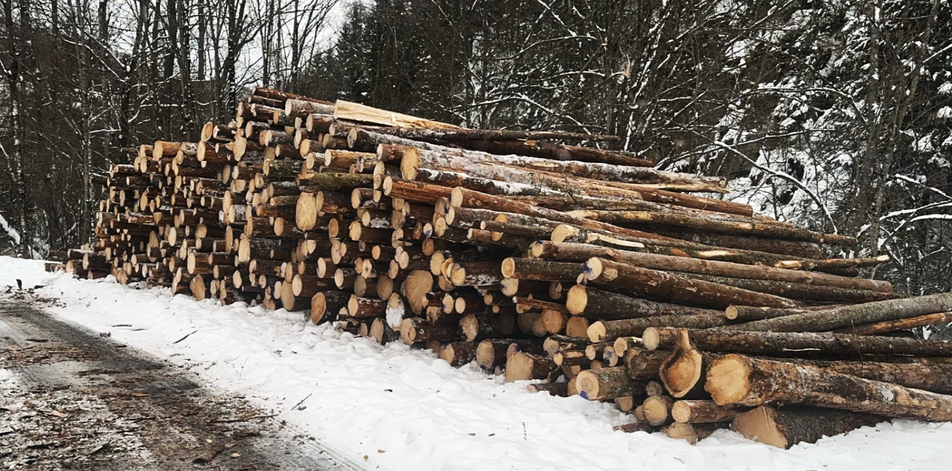 Trevirke - trær som skal bli til ved
