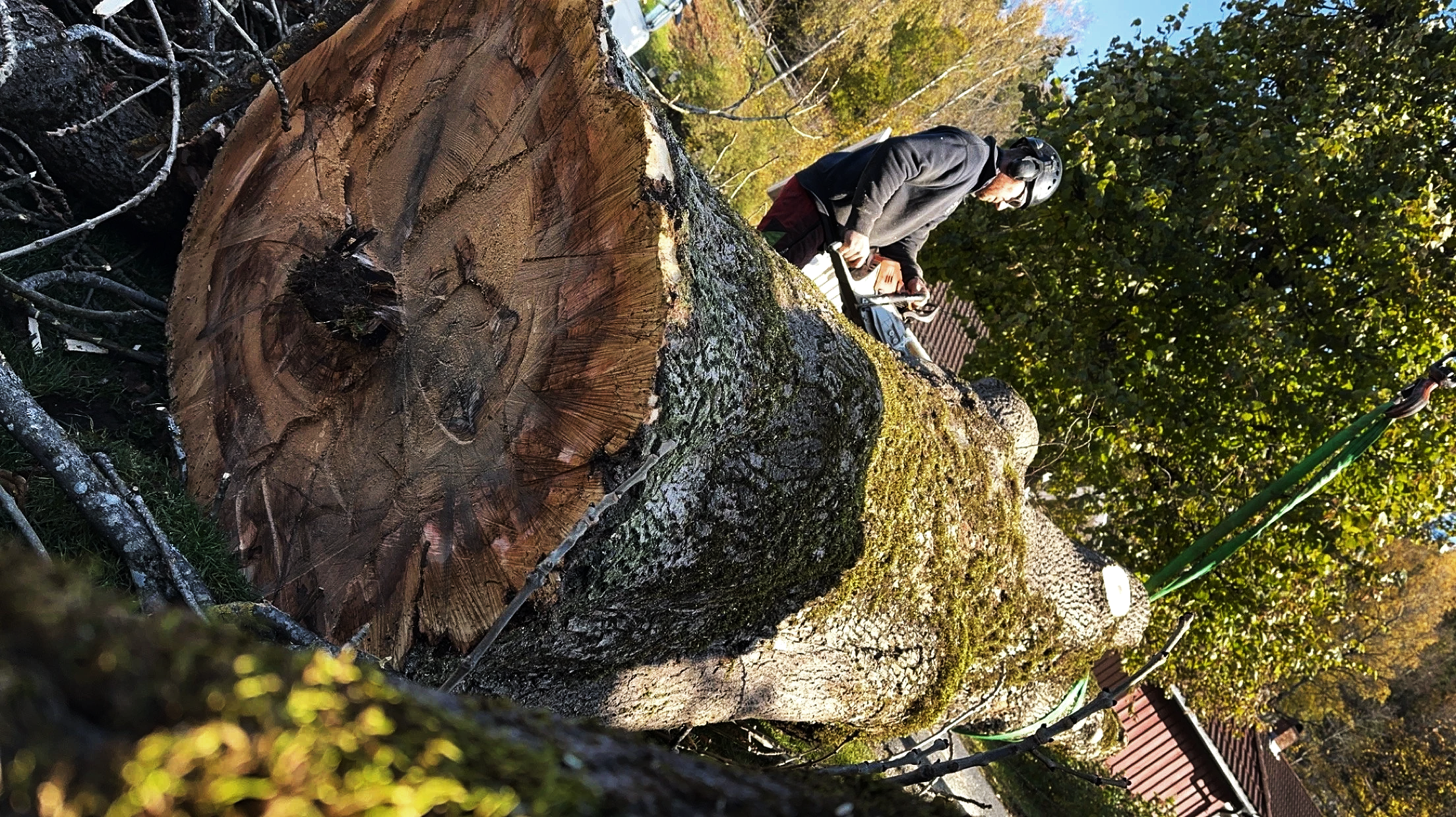 Tre med avkappede greiner som ligger på bakken