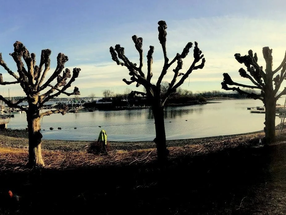 Riktig pleie i treets ulike livsfaser