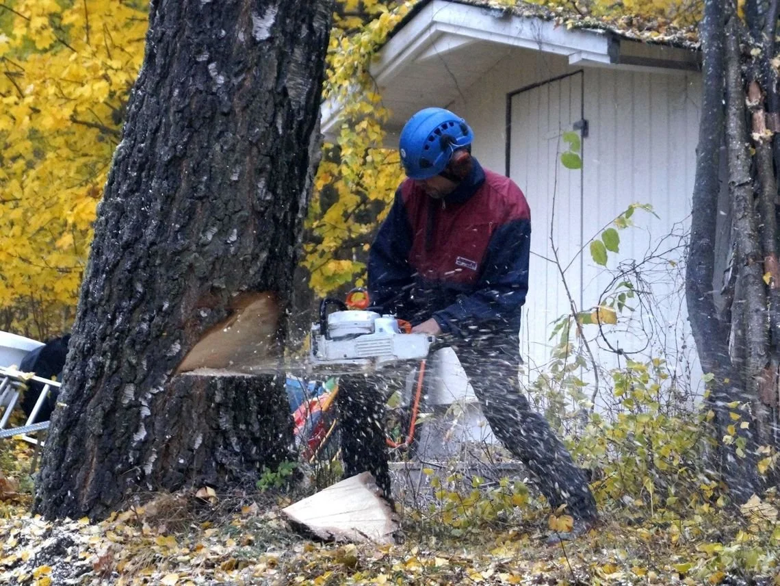 Slik feller du trær - når og hvordan