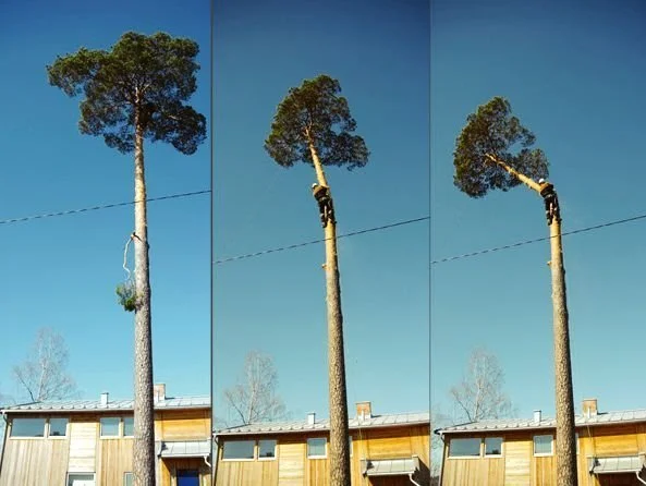 Felling, pleie og beskjæring - når gjør du hva?