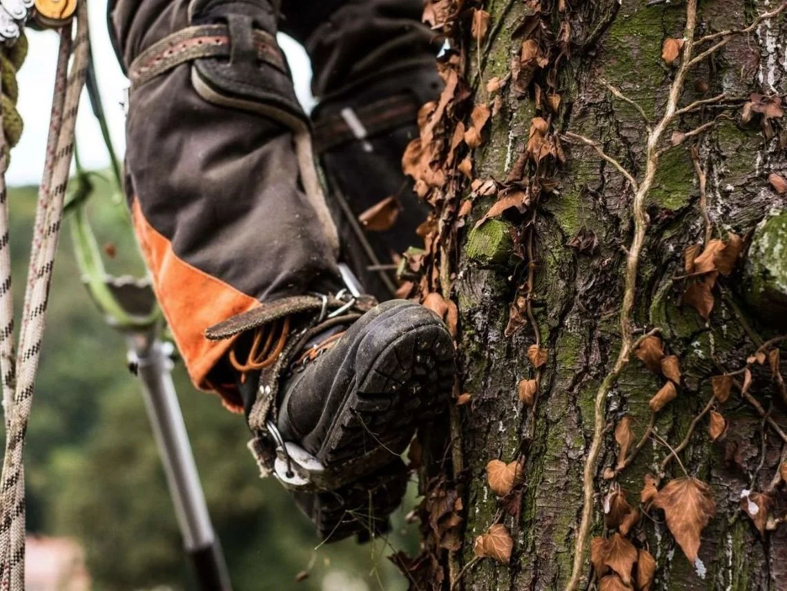 Bedre utsikt, finere tomt og sunnere trær med beskjæring og tretynning