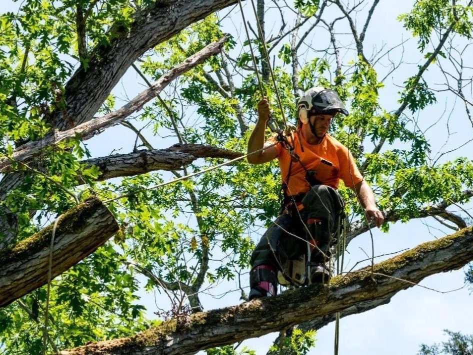 Fordeler ved å bruke profesjonelle arborister