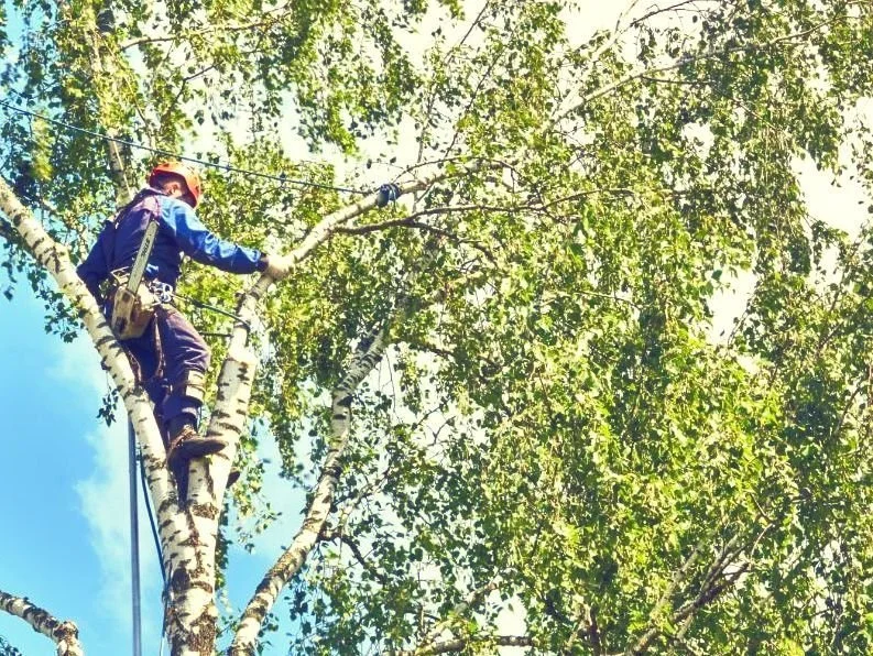 Trefelling - dette koster det