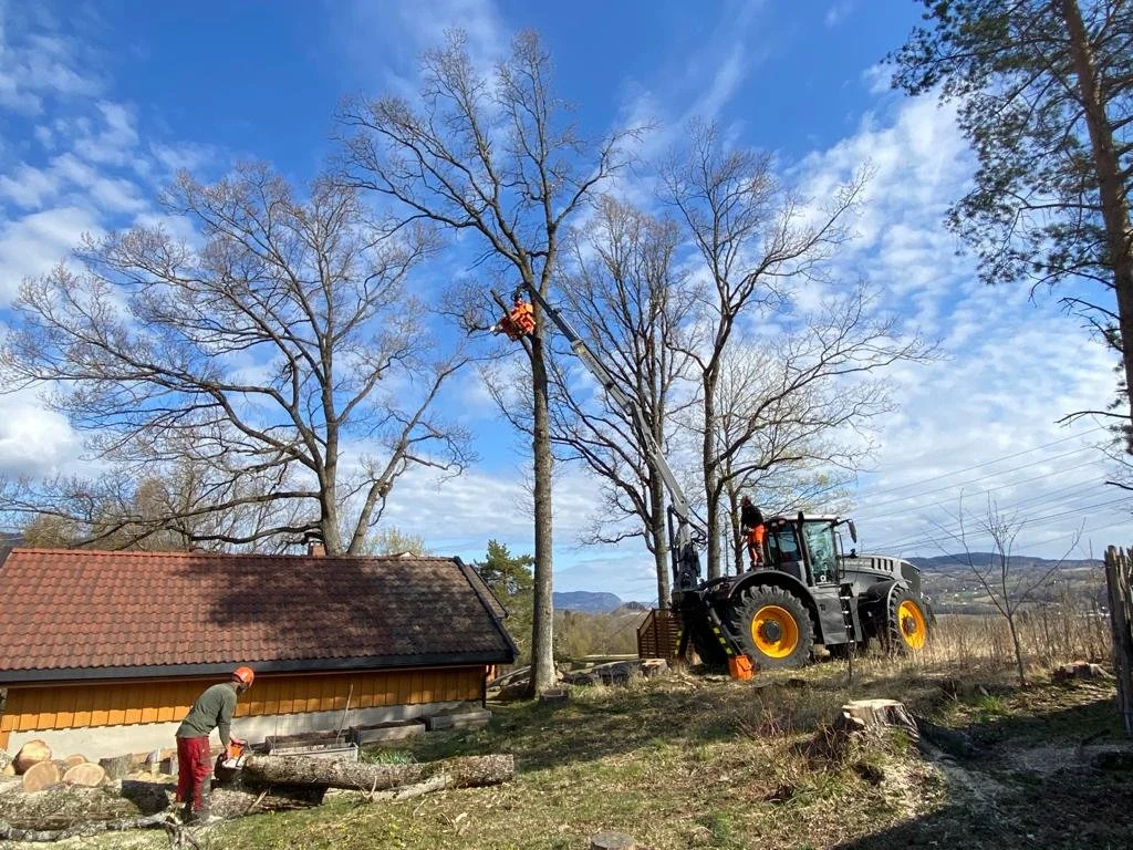 Mennesker som utfører trepleie med hjelp av gode maskiner