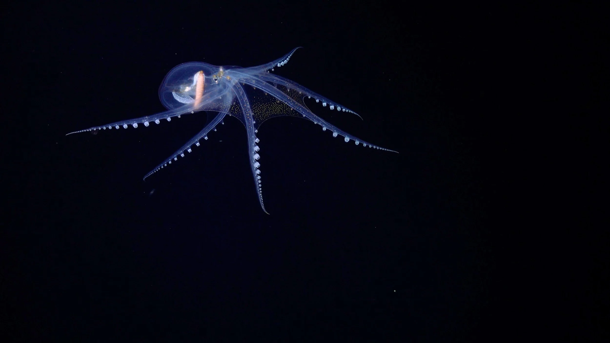 A glowing, translucent deep-sea squid with long, pointed tentacles extending outward against a dark background.