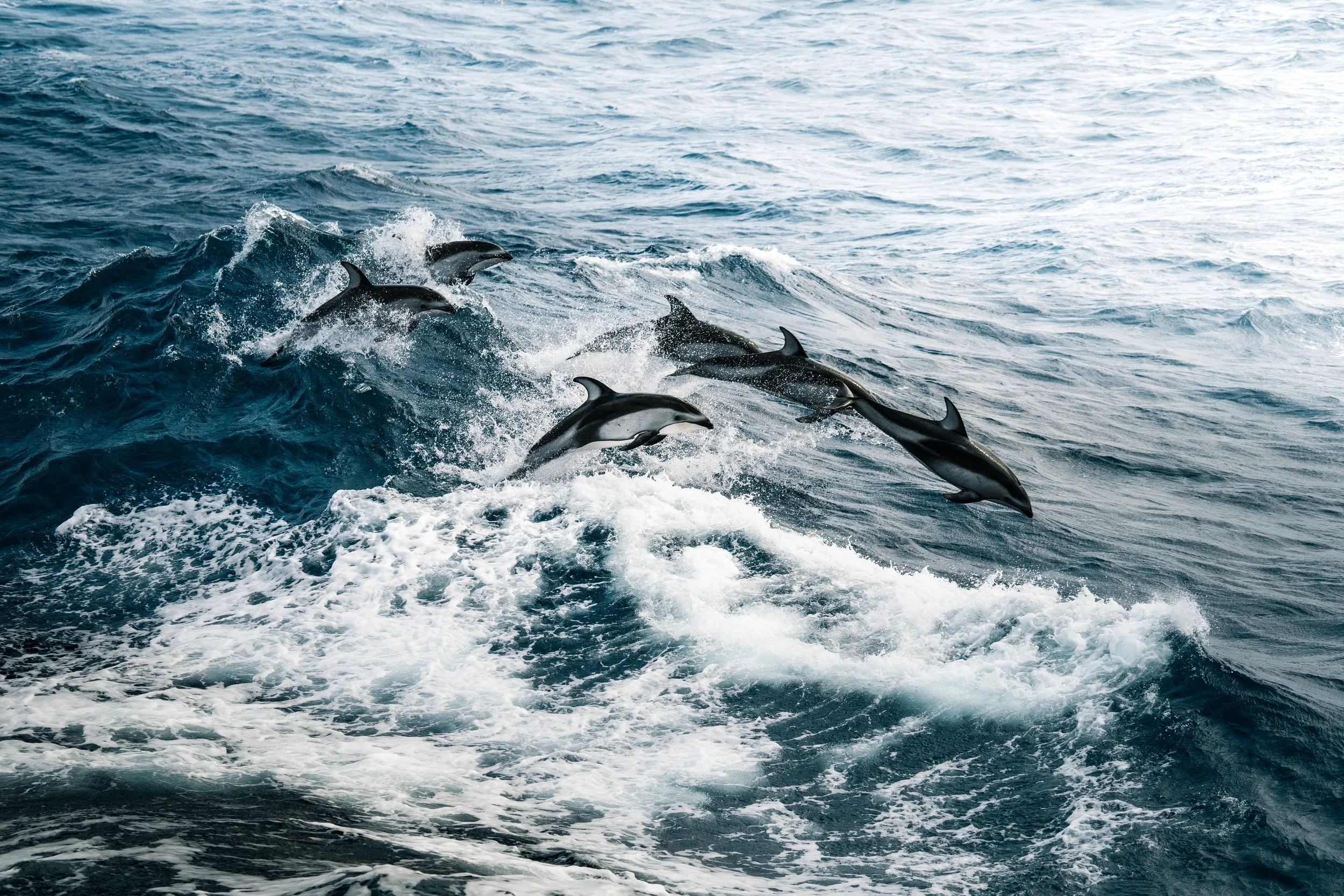Dolphins playing in the swell while underway at Astoria Canyon