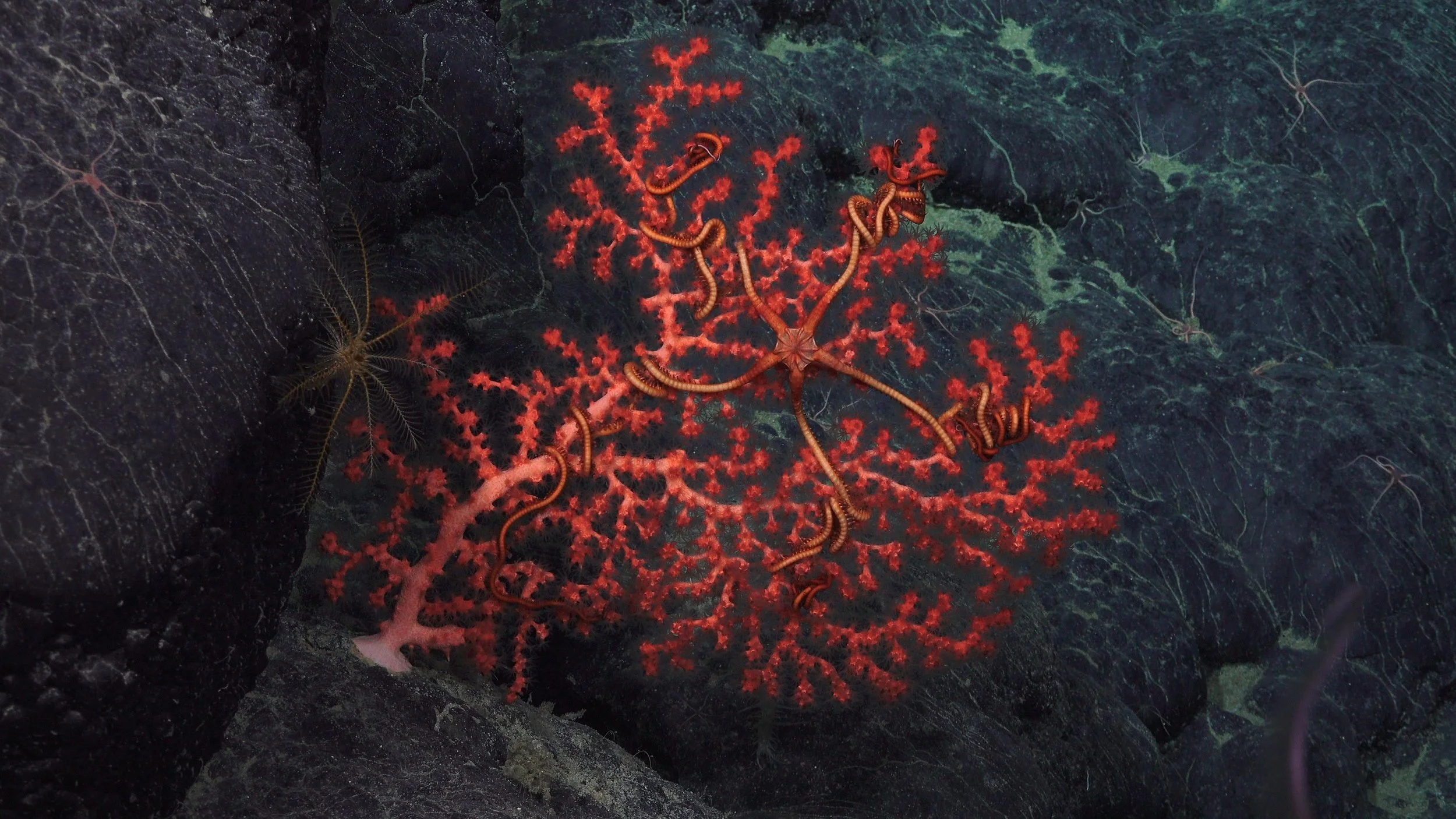 Paragorgia Octocoral deep-sea octocorals, a type of soft coral