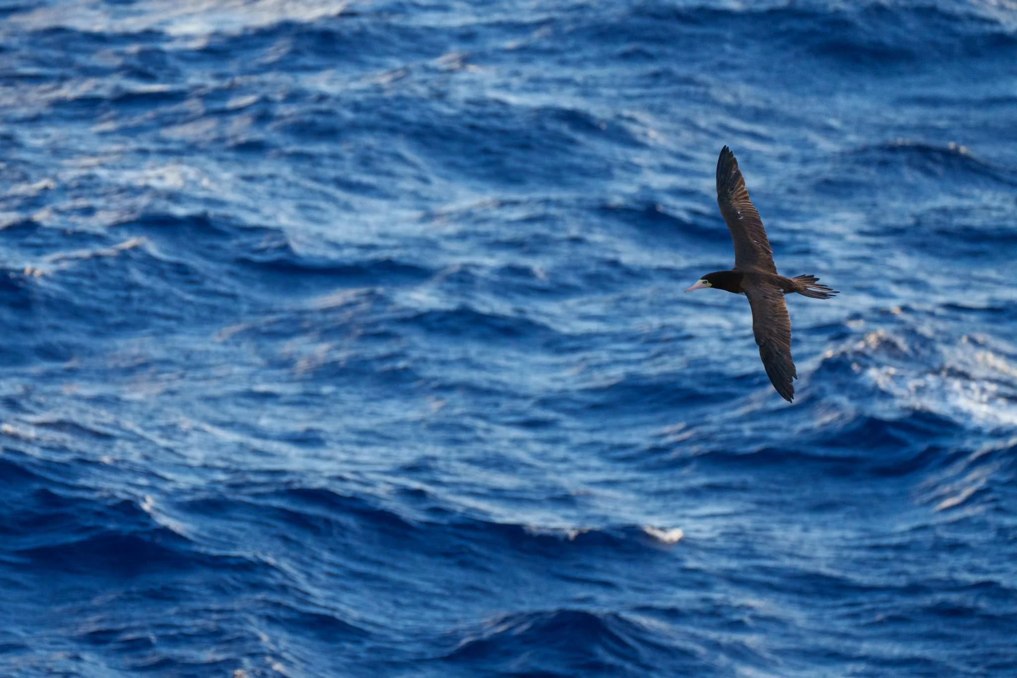 A pair of Brown Boobies take flight from their temporary roost on top of R/V Falkor (too)'s crane in search of flying fish below