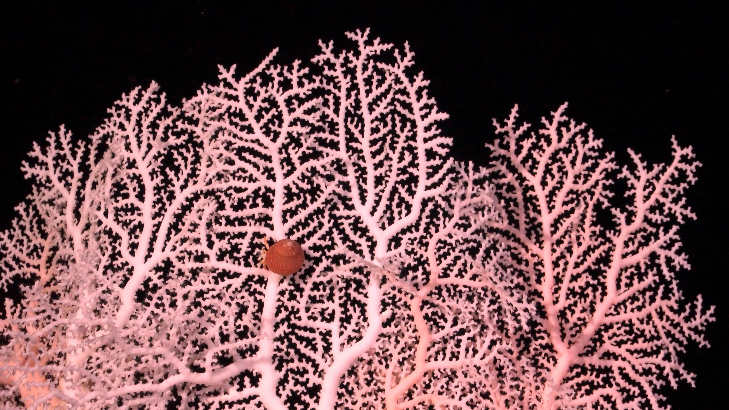 A hermit crab crawls on Corallium off the coast of Puerto Rico