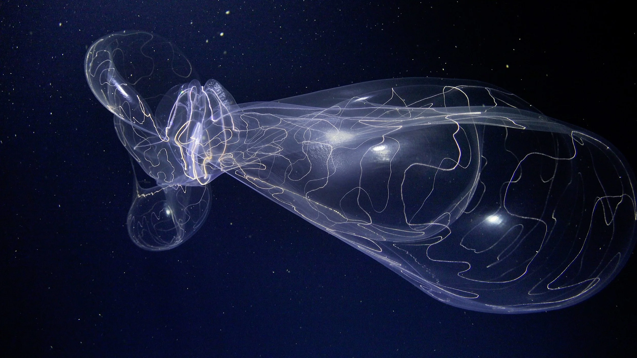A transparent jellyfish with long, flowing tentacles floating in dark ocean water.