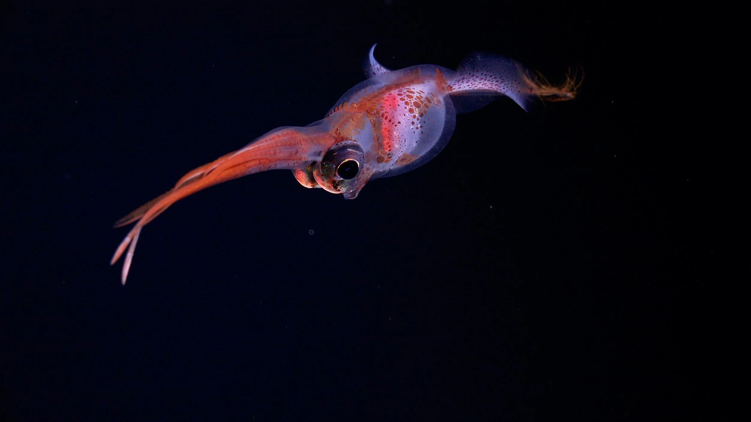 A close-up of a small transparent squid with red and orange markings swimming in dark water.