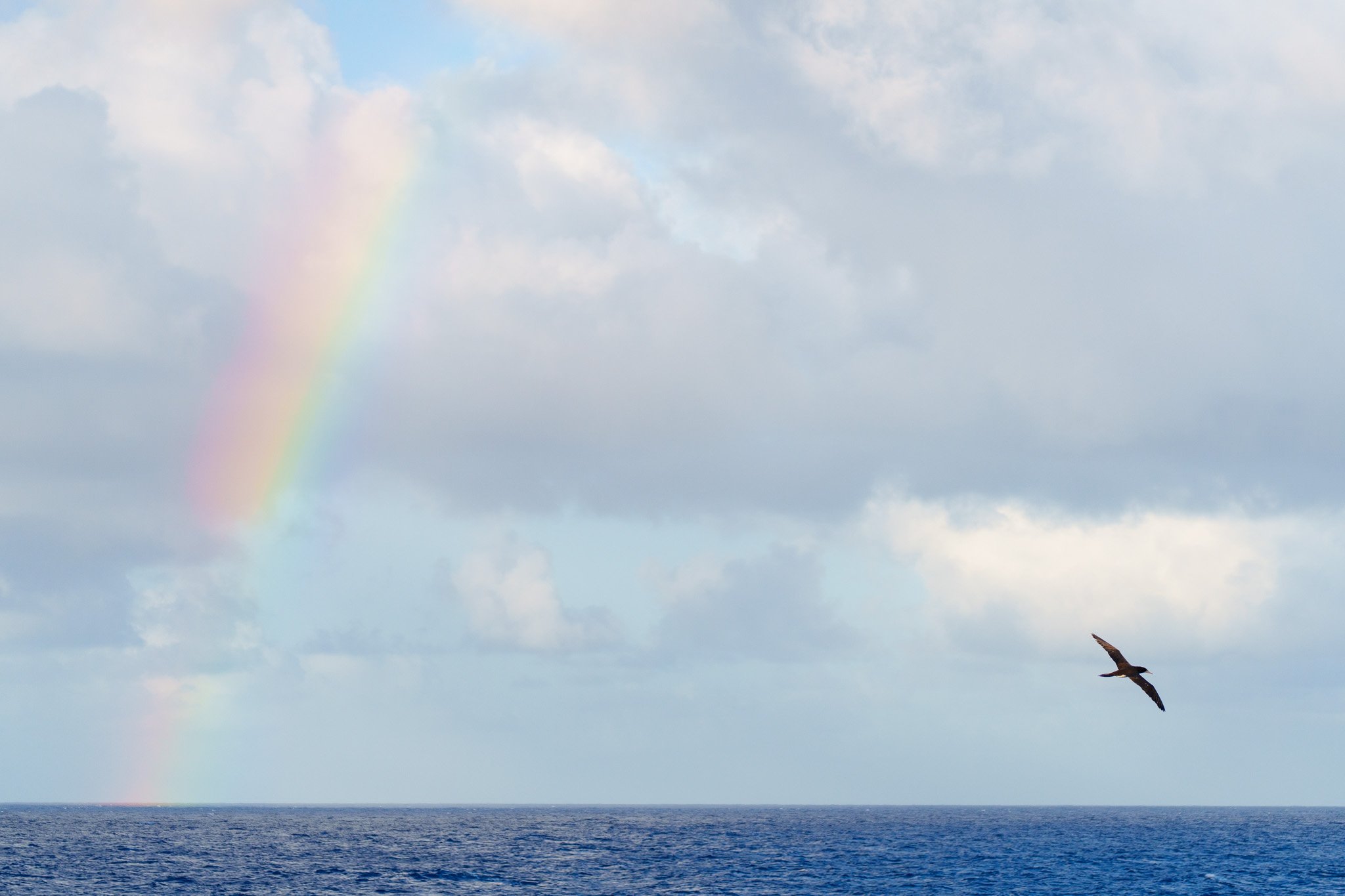 Vista sull'oceano sotto un cielo nuvoloso, con un arcobaleno e un gabbiano in volo.