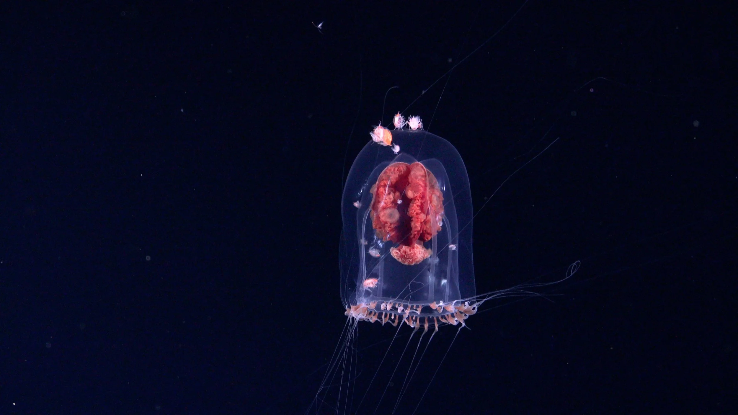 A transparent jellyfish with a red, frilly interior floating in dark water, with smaller fish swimming nearby.