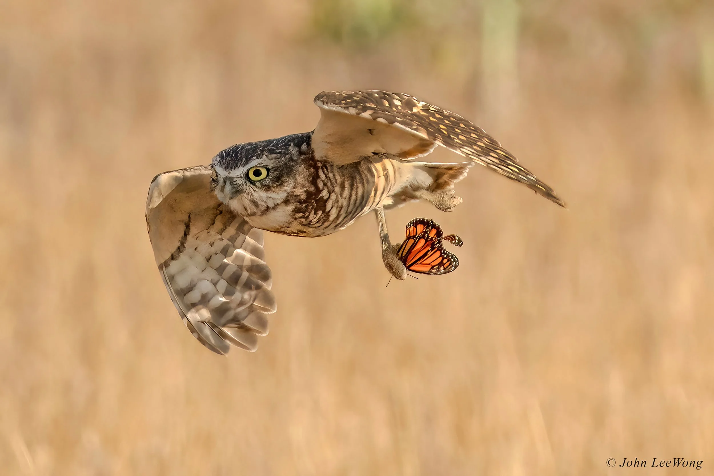 Burrowing Owl  With Poisonous Monarch