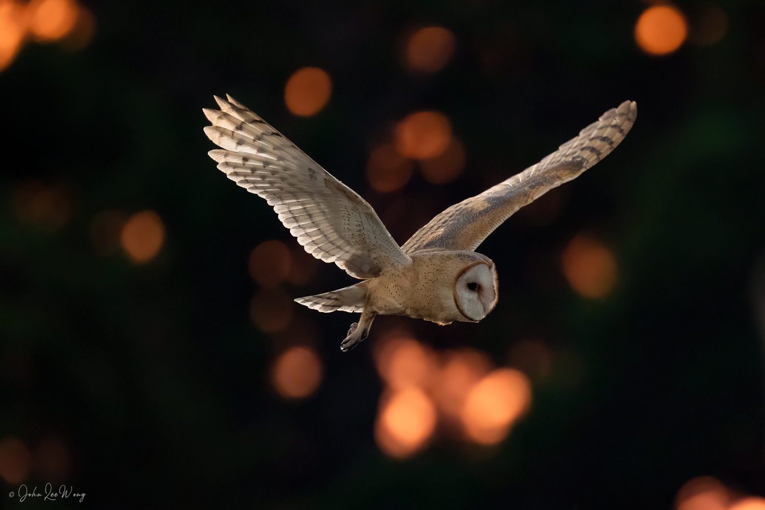 American Barn Owl