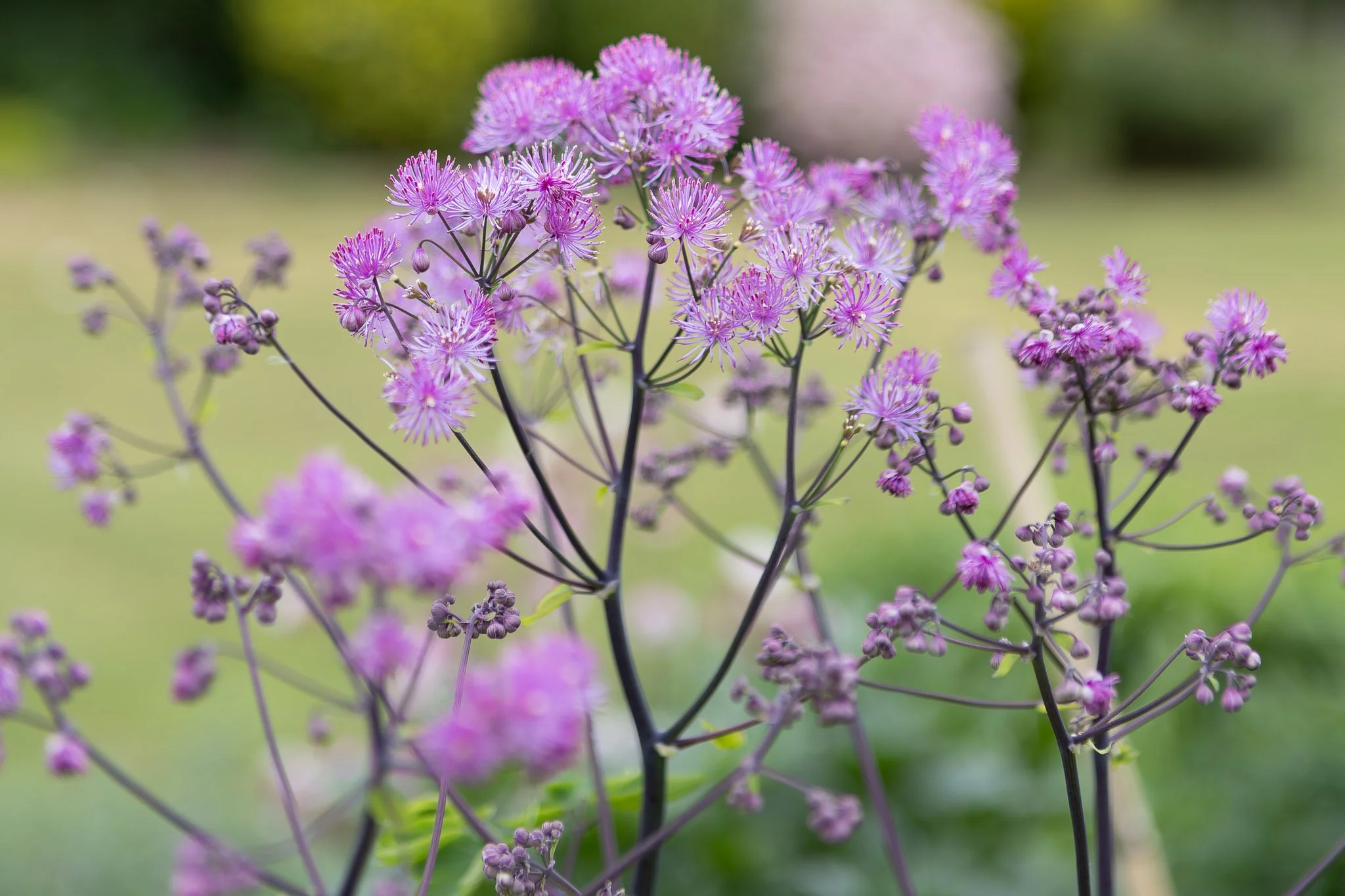 Close-up of purple and pink flowers with green blurred background.