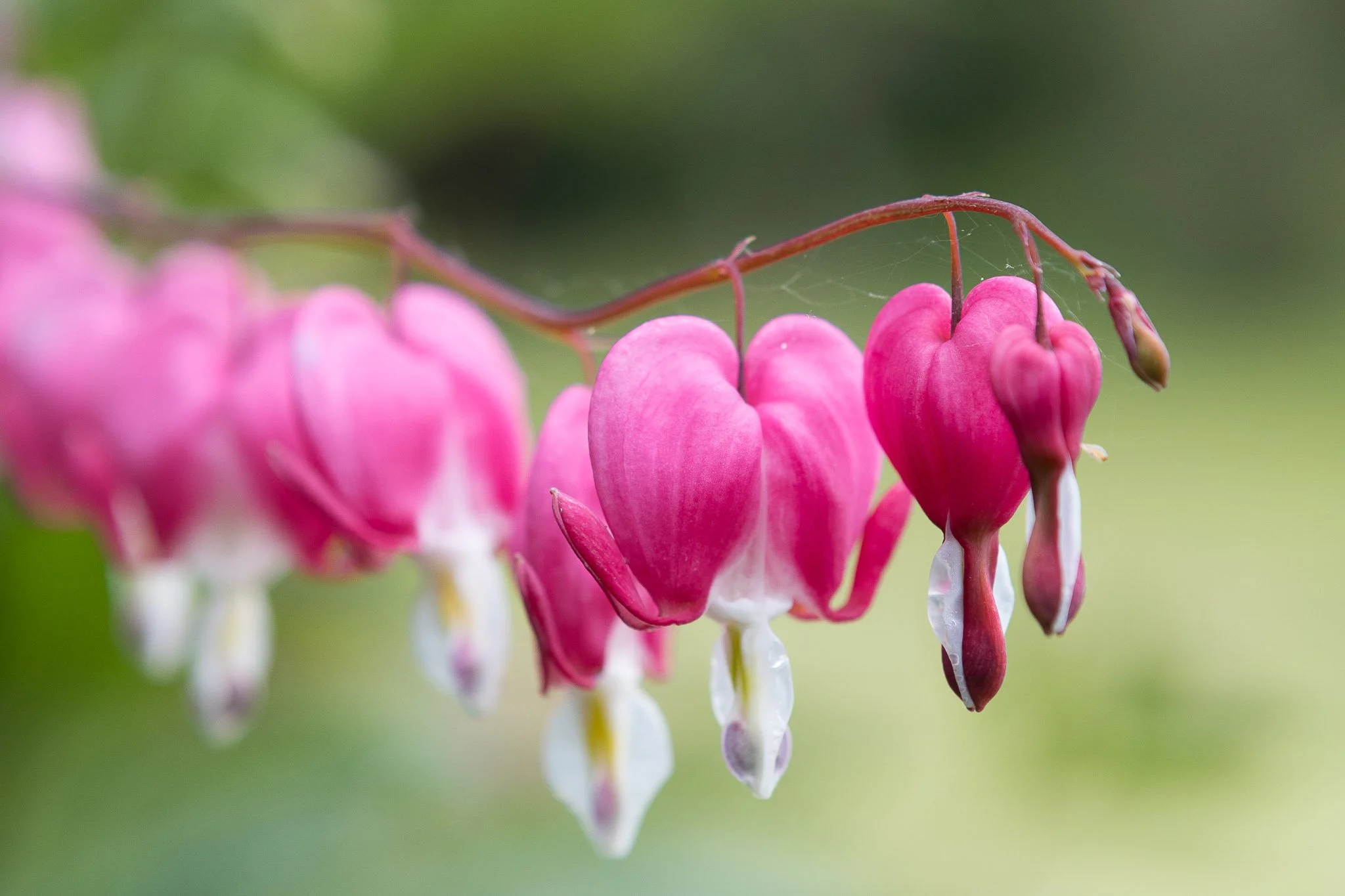 Close-up of pink bleeding heart flowers hanging from a stem with a blurred green background.