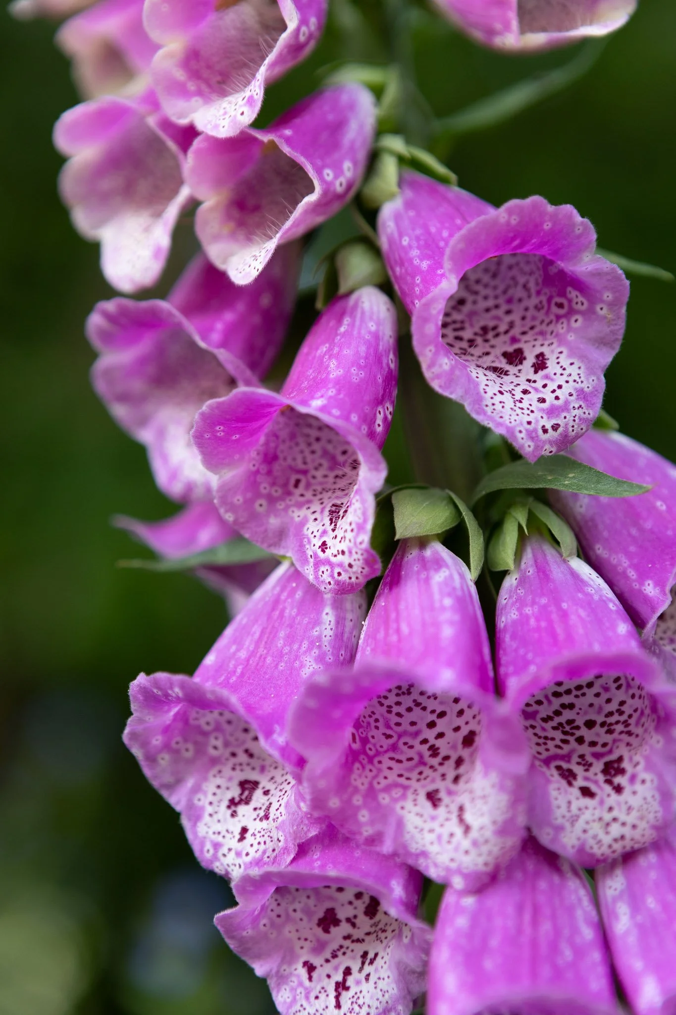 Close-up of a cluster of pink and purple foxglove flowers with spotted throats and green blurred background.