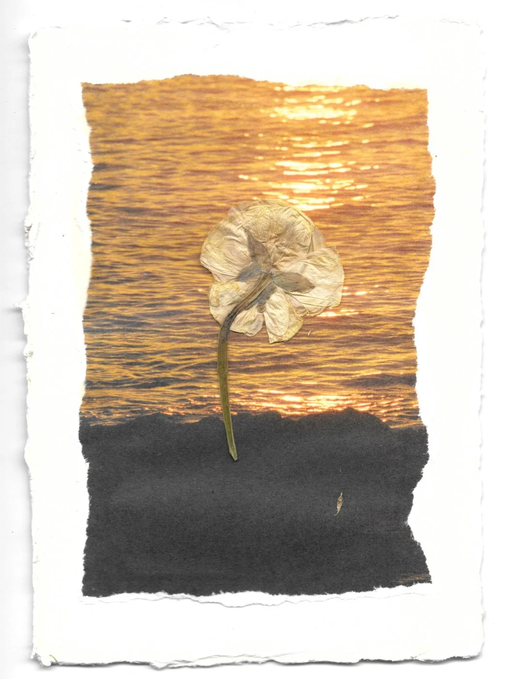 Flowers for Milo by Mònica Bedmar