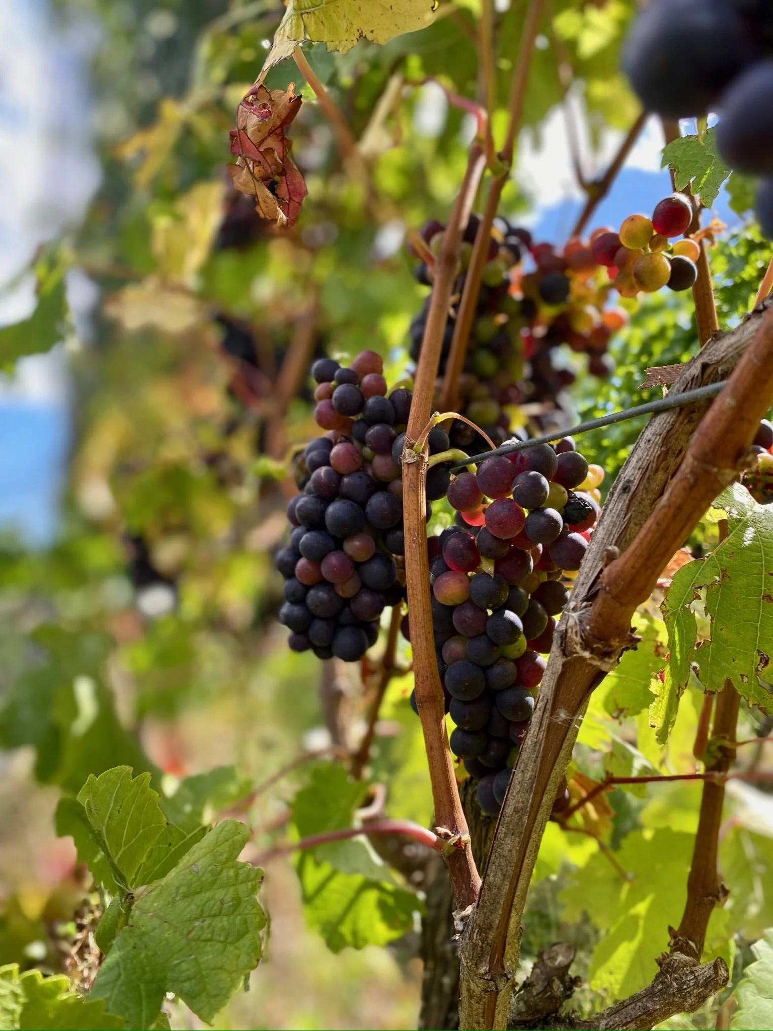 Pinot noir grapes, vines NZ