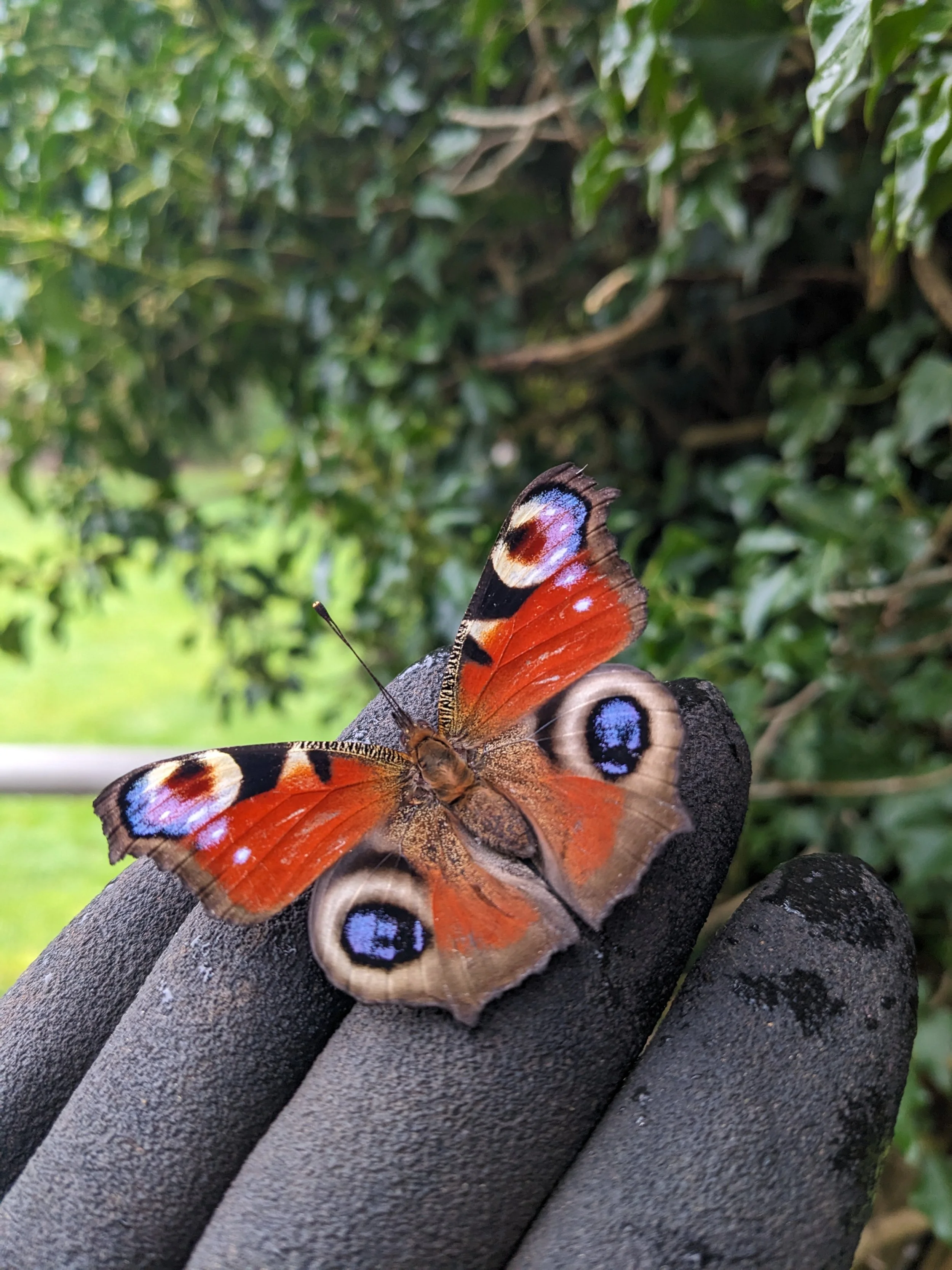 Colorful butterfly with orange, black, blue, and white wings resting on a person's finger against a background of green foliage.