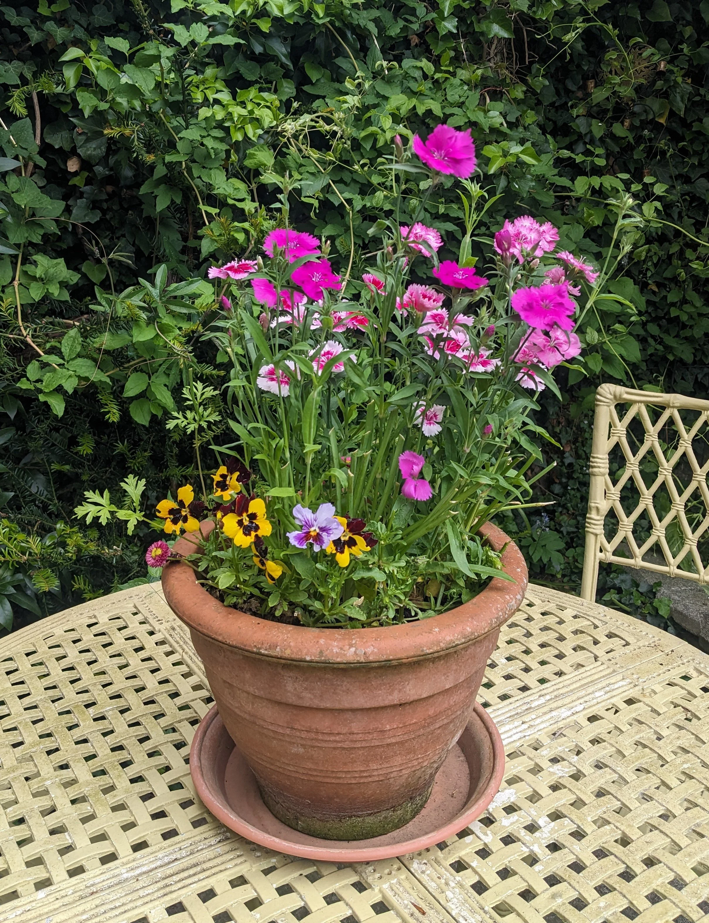 Pink and purple flowers in a large terracotta pot on a decorative metal table in a garden setting with green foliage.