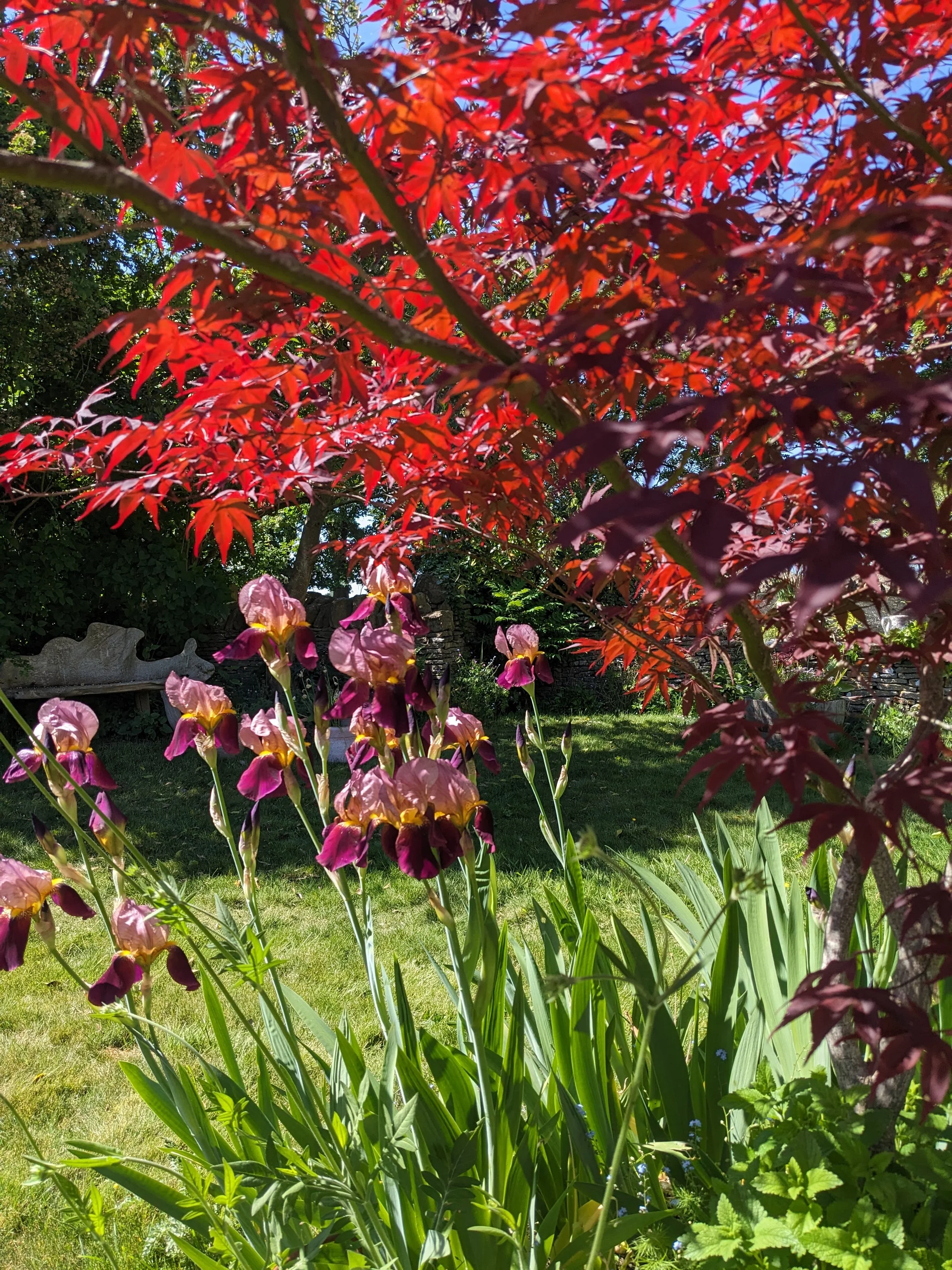 A garden scene featuring a bush with vibrant red leaves, purple irises with yellow accents, and a background of greenery and a stone path under a blue sky.