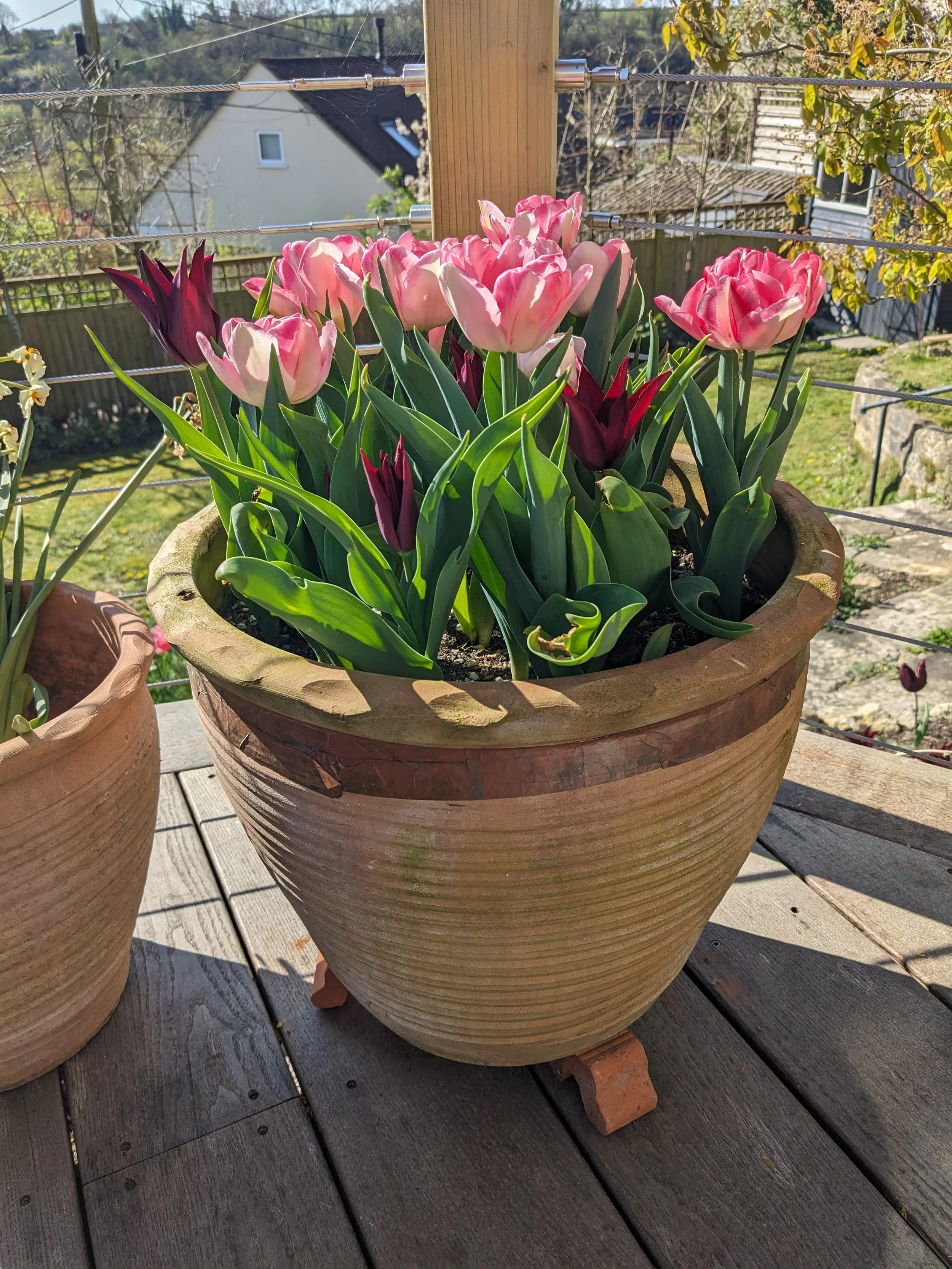 A large terracotta flower pot on a wooden deck contains pink and purple tulips. Starbucks cups are stacked on a brick behind the pot, with a backyard and houses visible in the background.