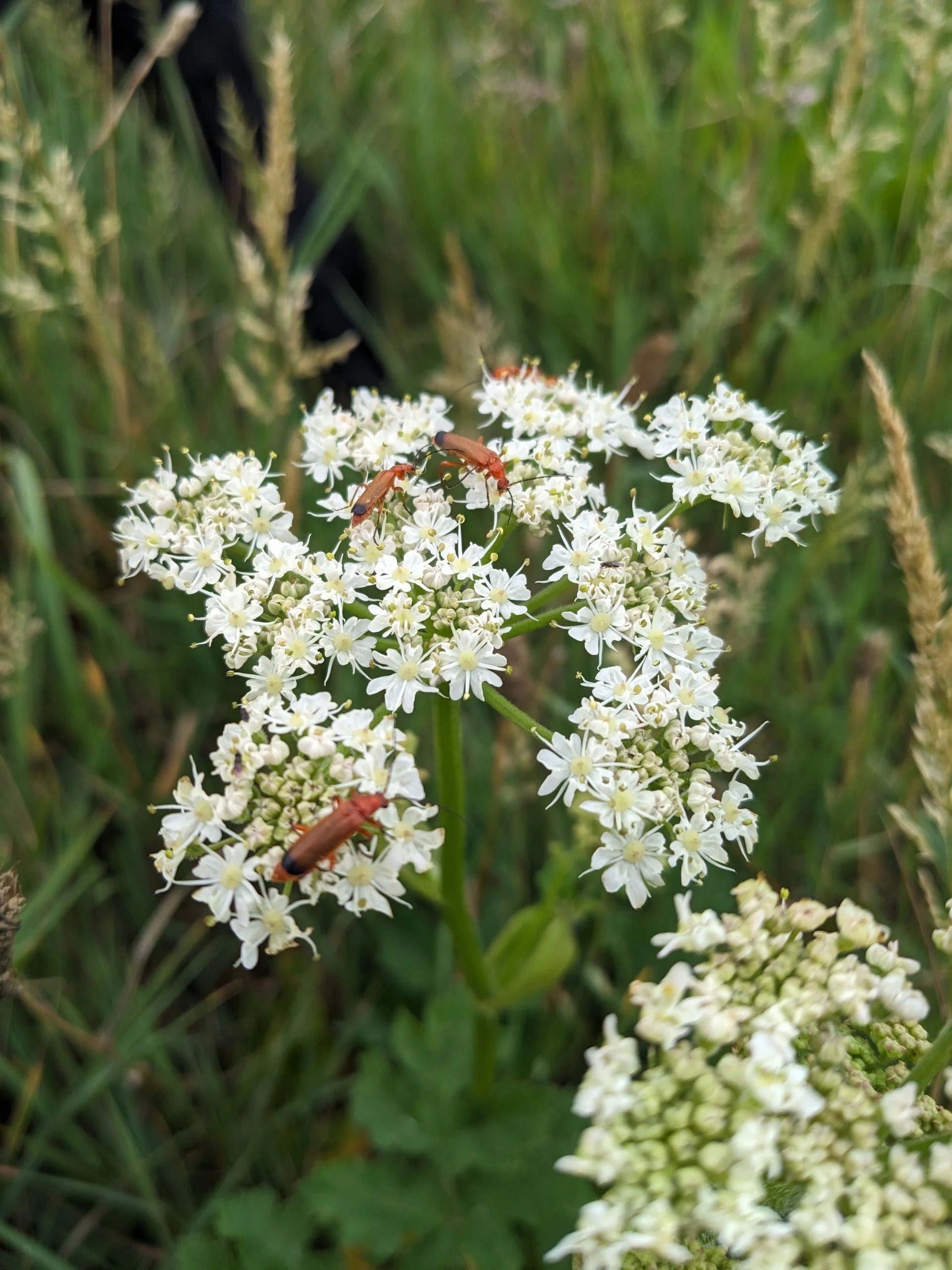 Close-up photo of white flowers with yellow centers on a green stem, surrounded by green grass, with small orange insects on the flowers.